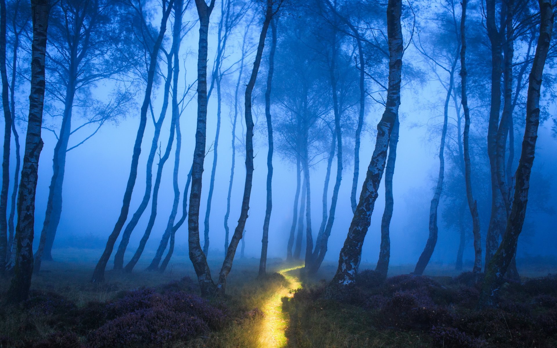 forest fog nature track