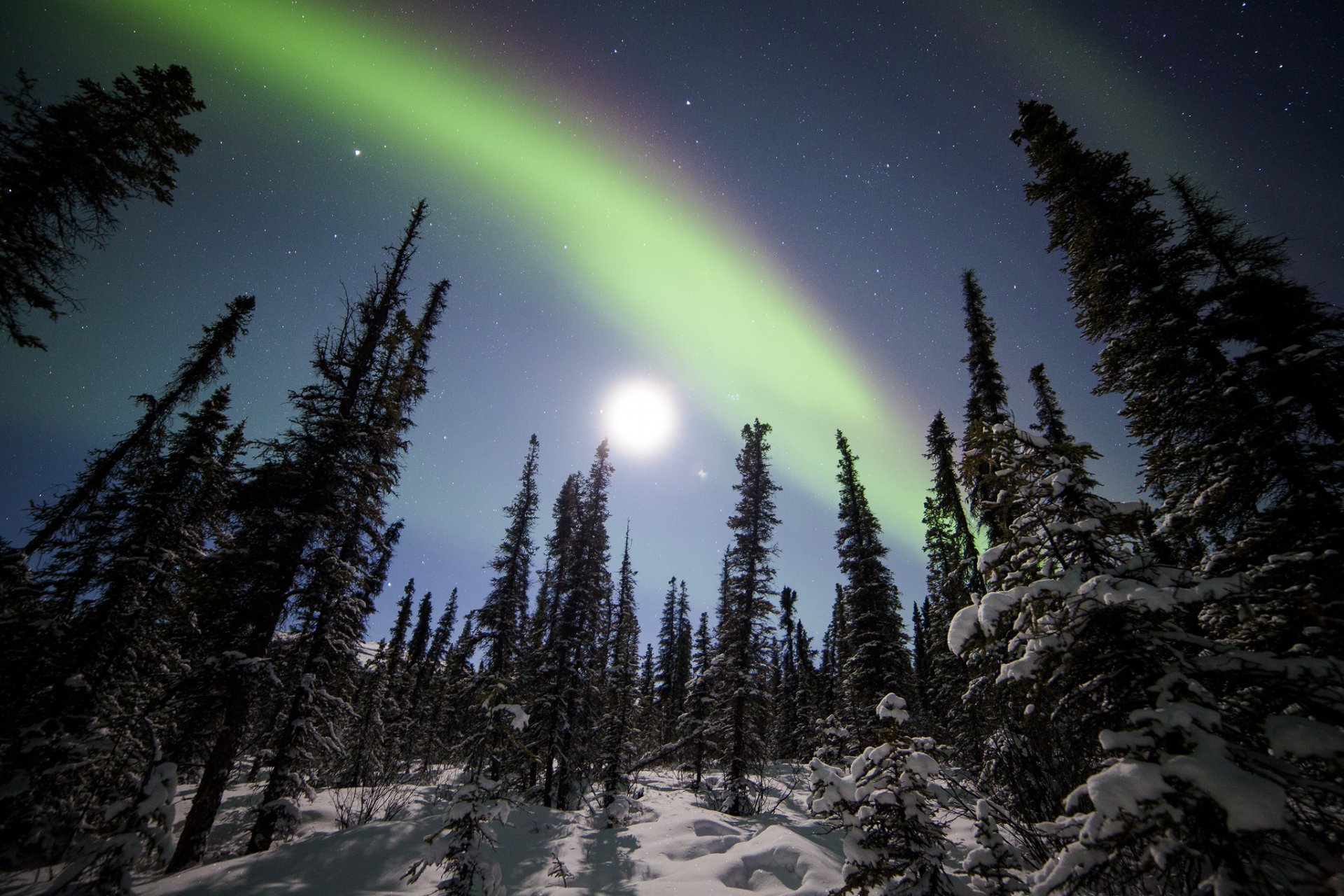 park narodowy denali alaska zorza polarna las zima śnieg drzewa świerki gwiaździste niebo