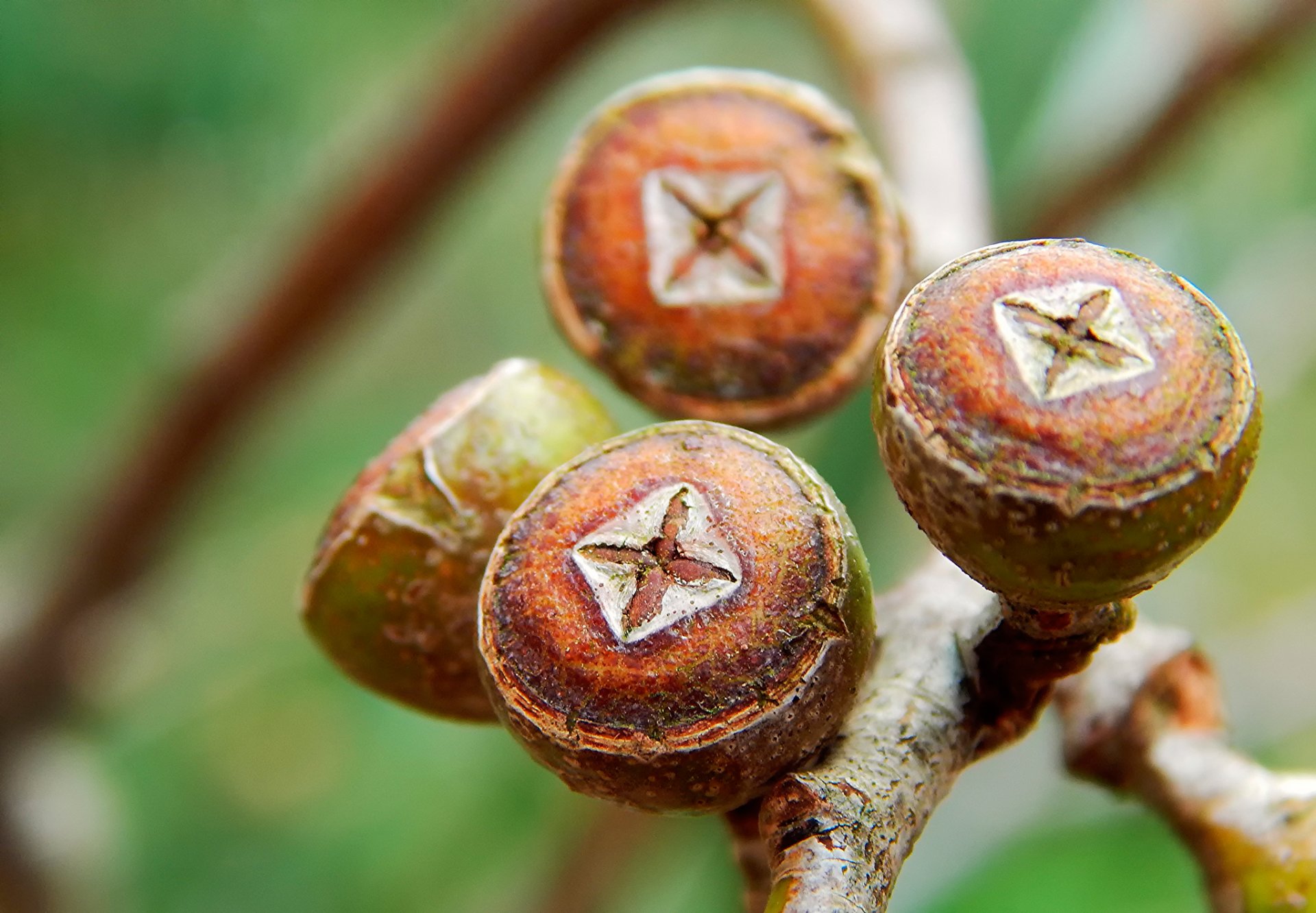 eukalyptus nieren zweig makro