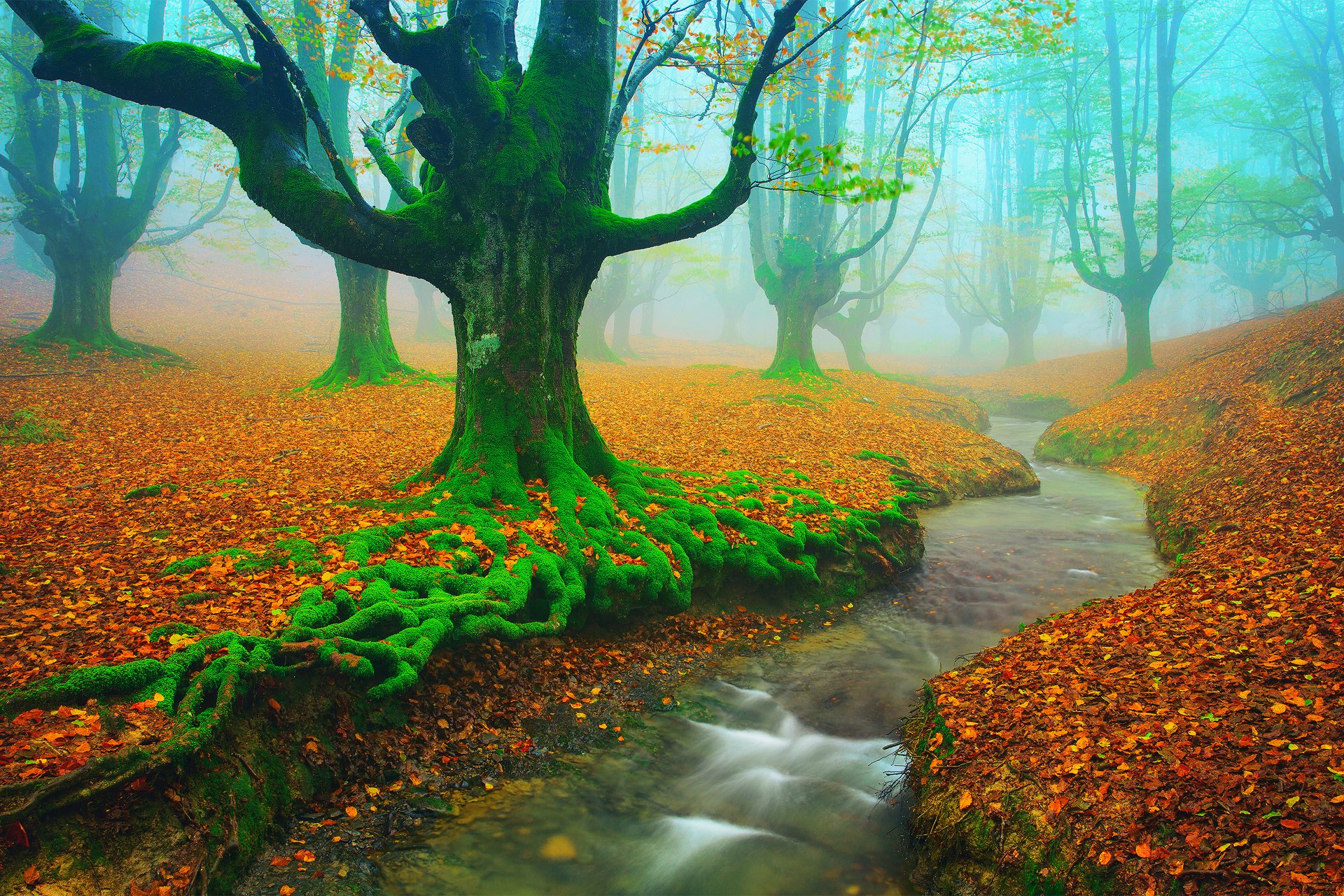 espagne pays basque biscaye alava automne novembre arbres hêtre feuillage mousse rivière ruisseau