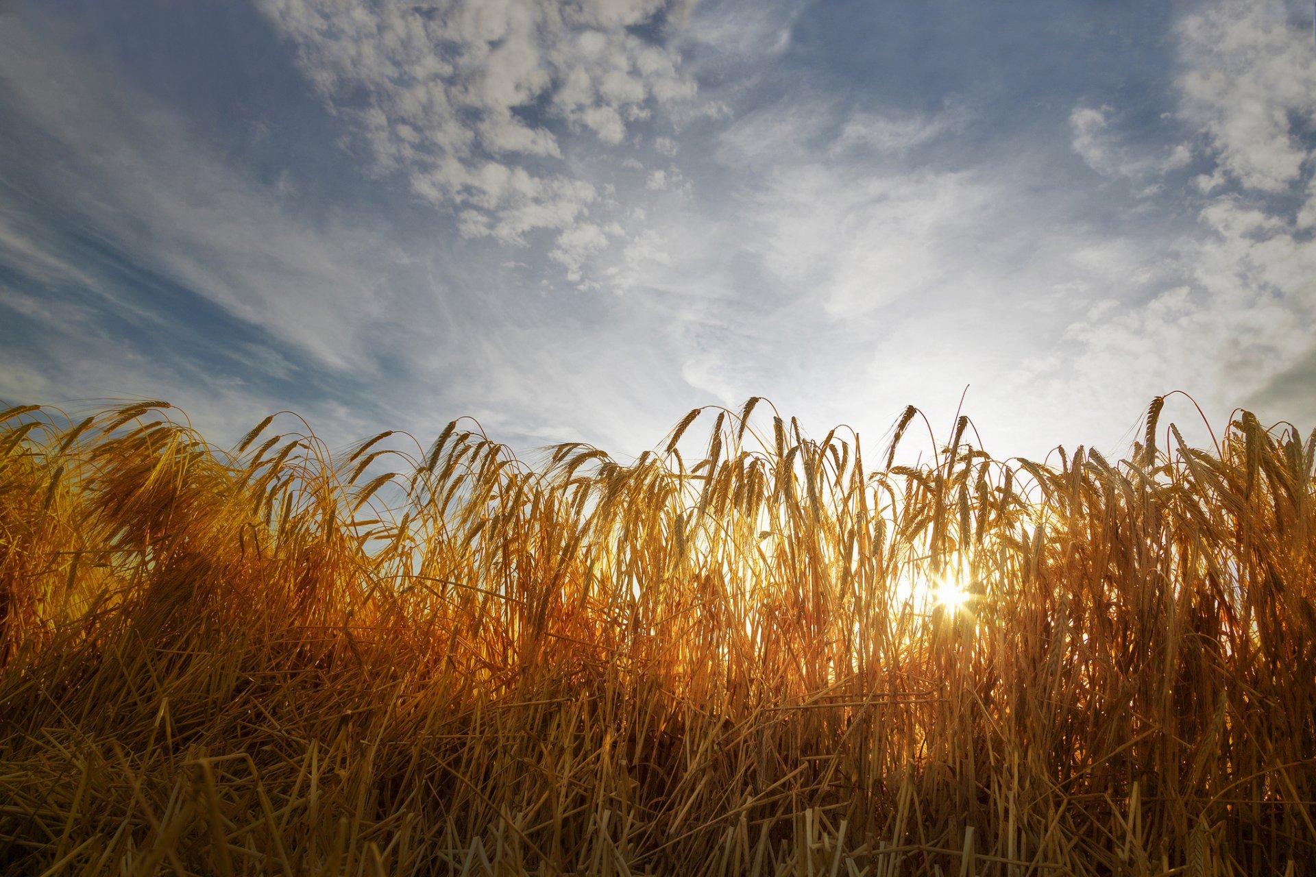 feld weizen ohren sonnenlicht himmel wolken