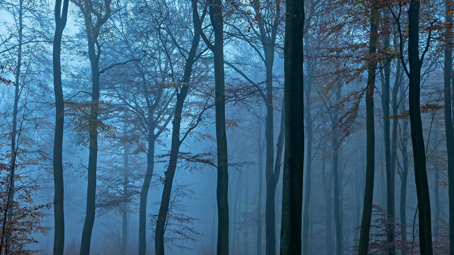 bosque noche árboles azul niebla