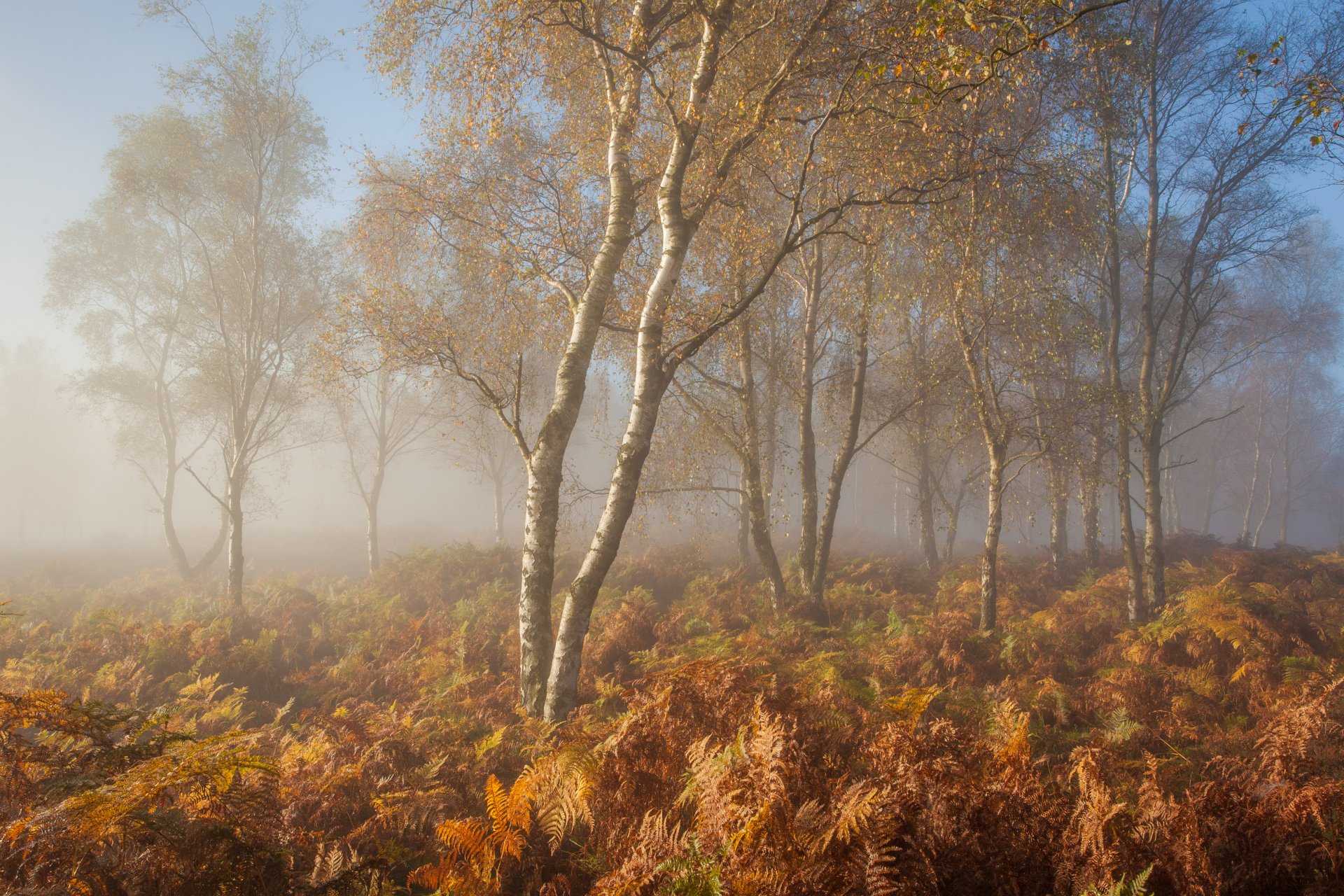 foresta autunno nebbia