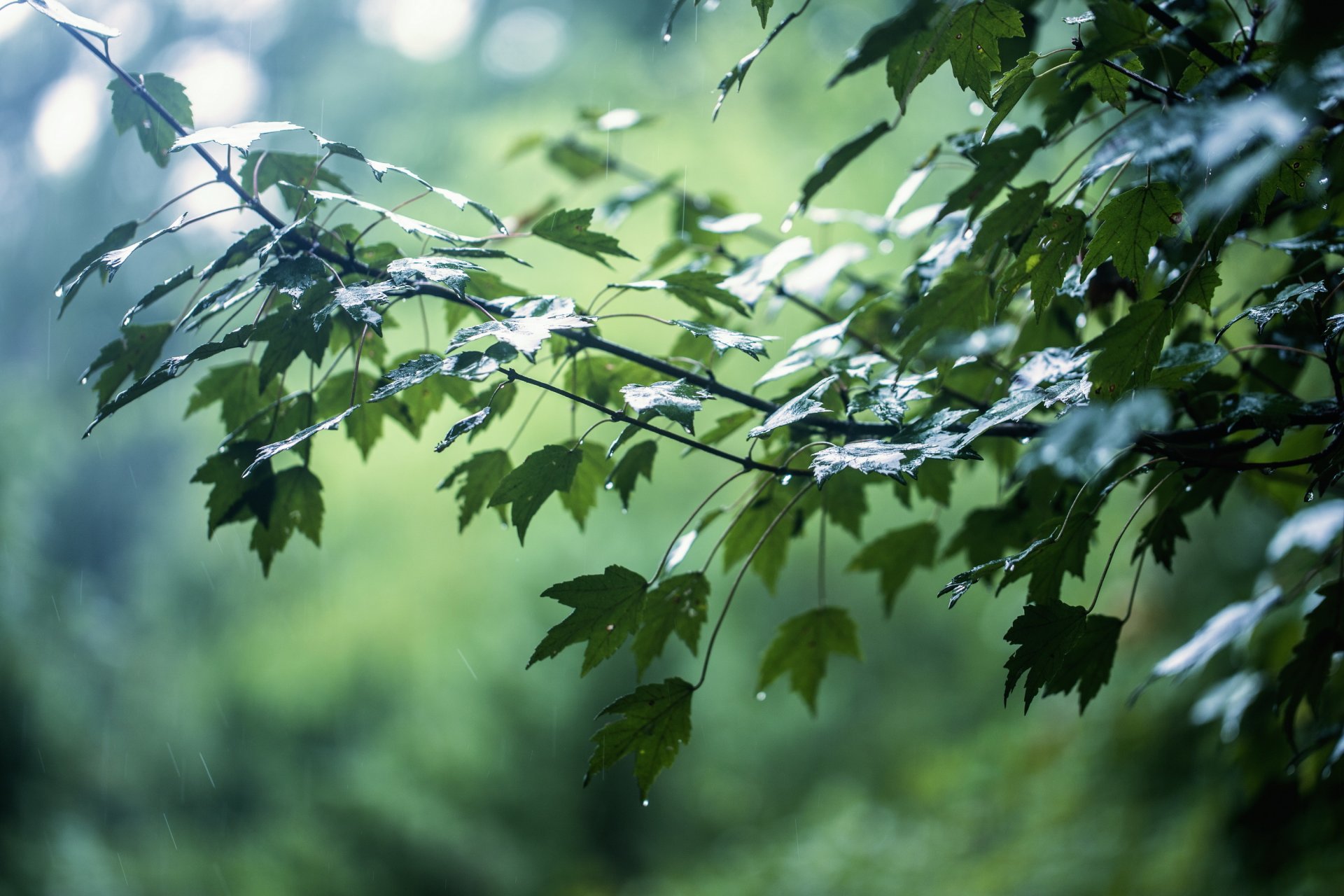 albero rami foglie gocce pioggia abbagliamento