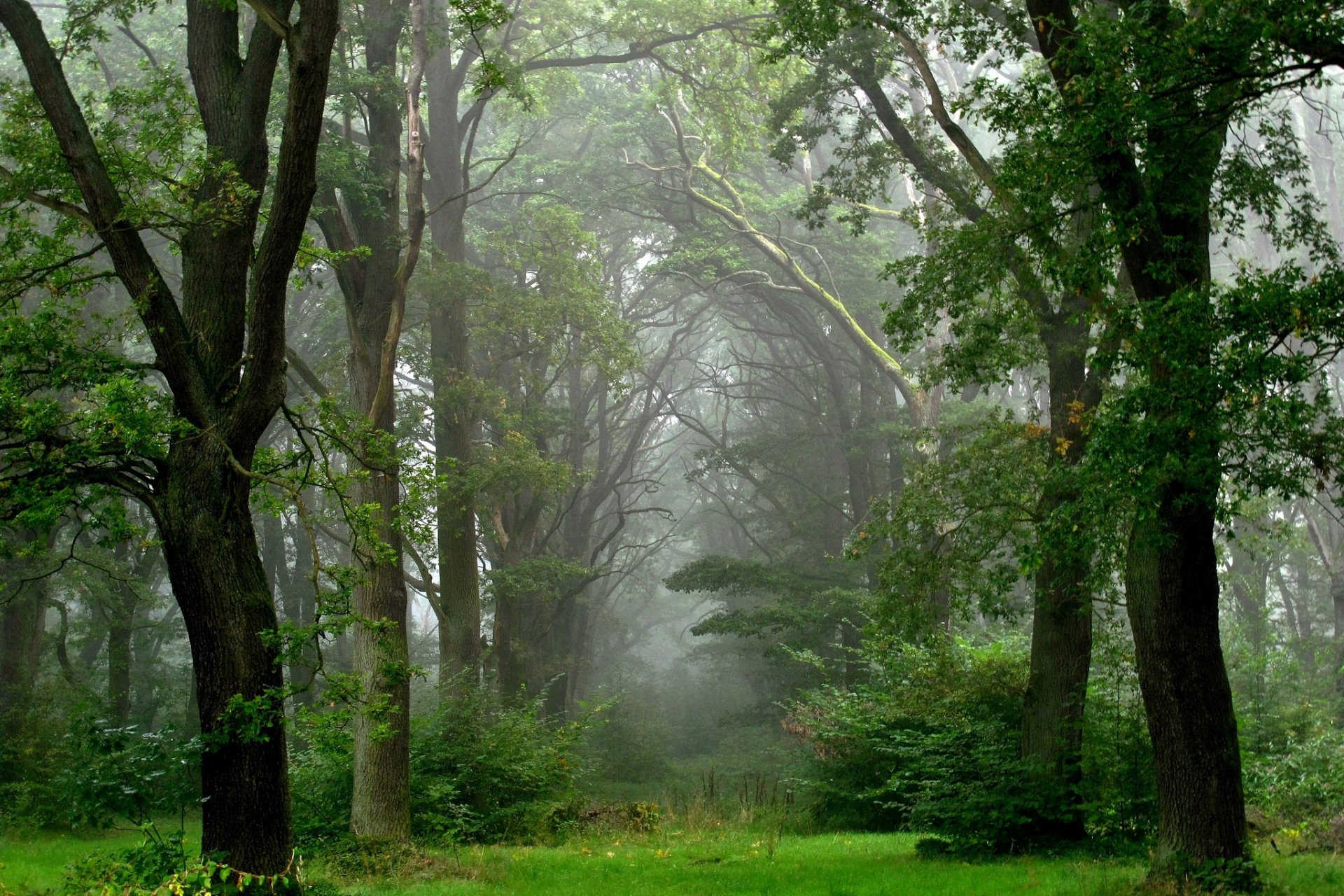 verano bosque después de la lluvia niebla