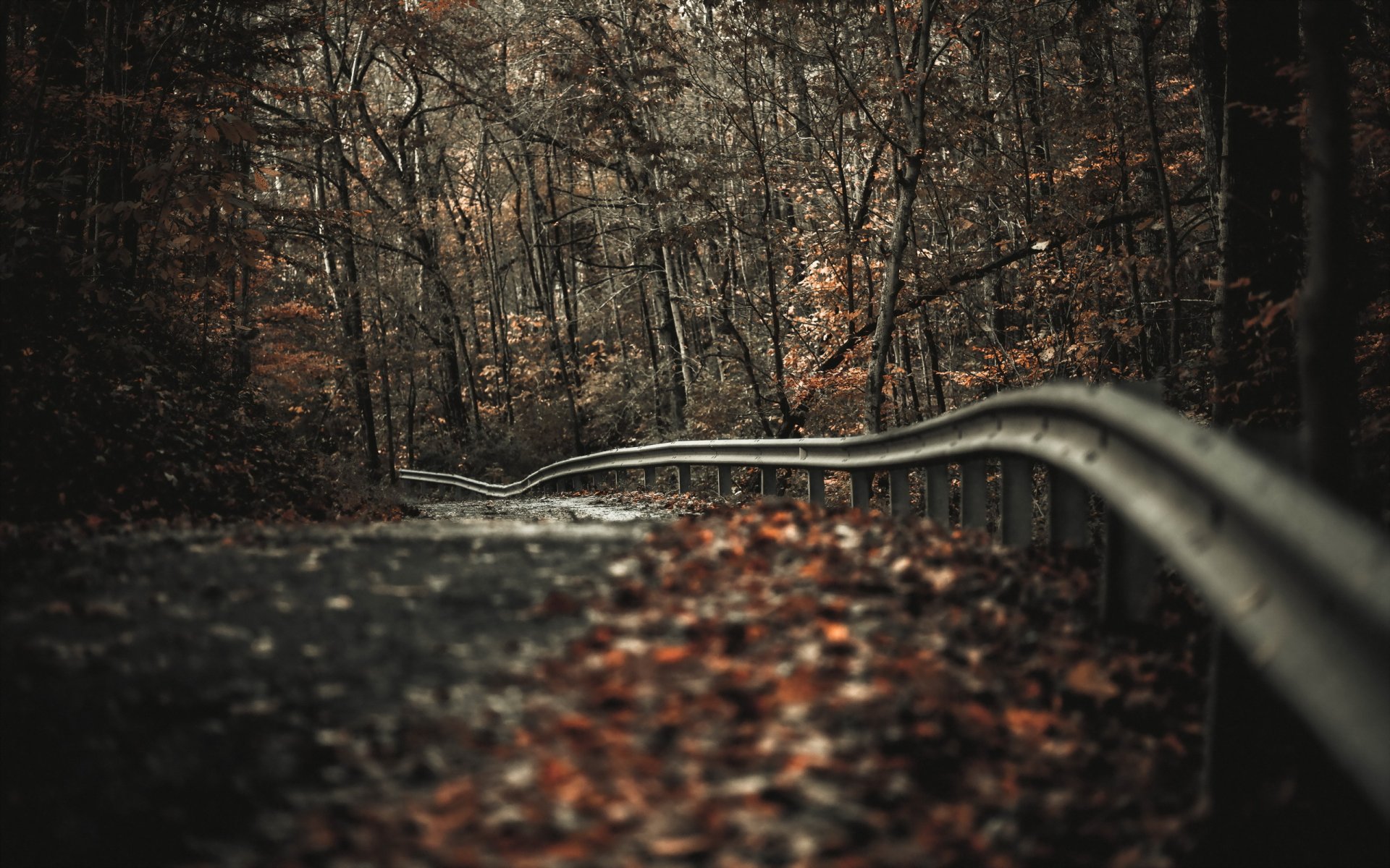 camino hojas otoño