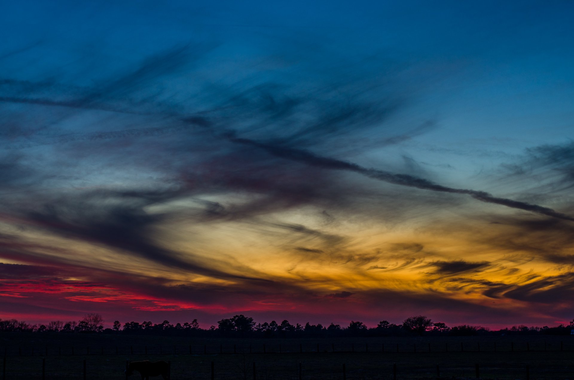 forest tree night sunset sky cloud