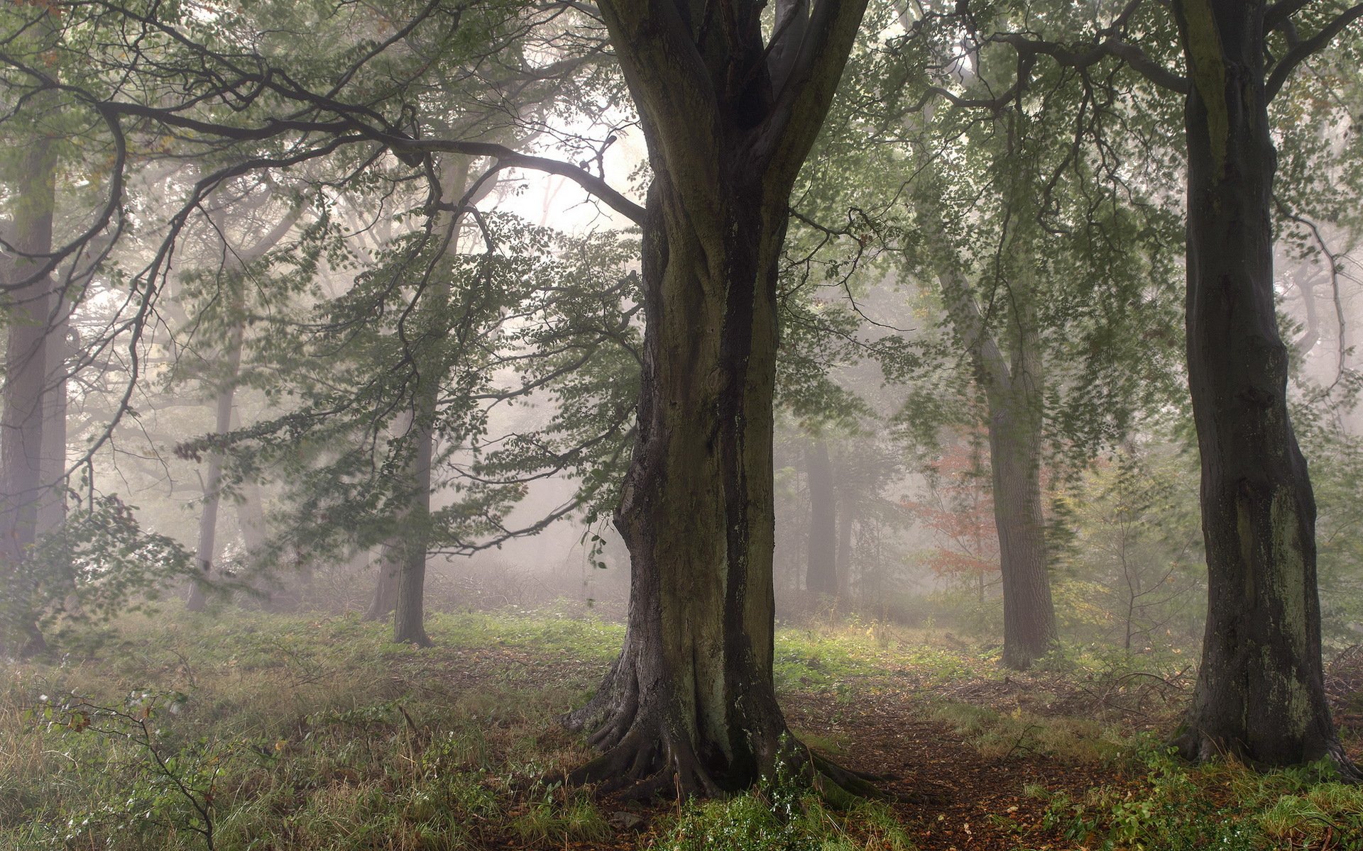 wald bäume nebel natur