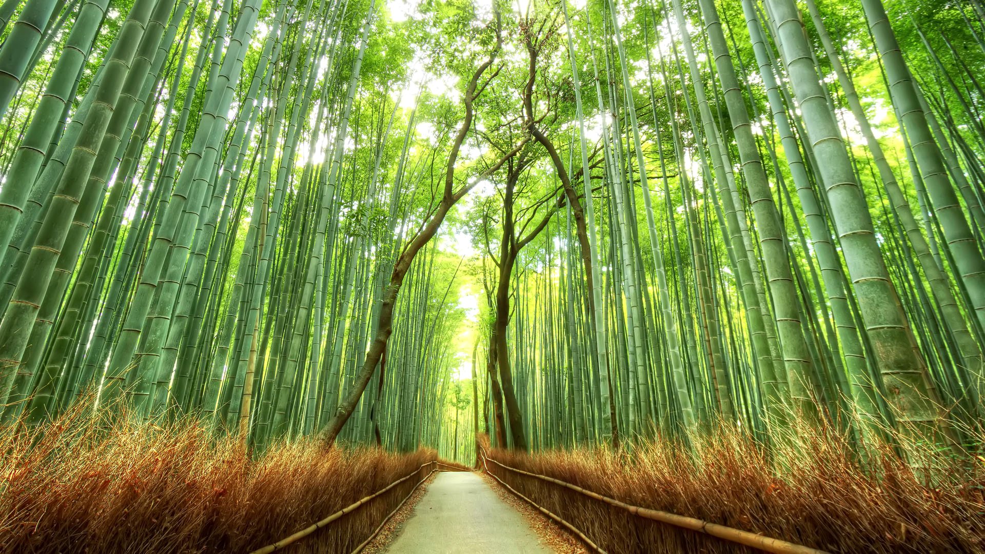 japon forêt bosquet bambou passerelle