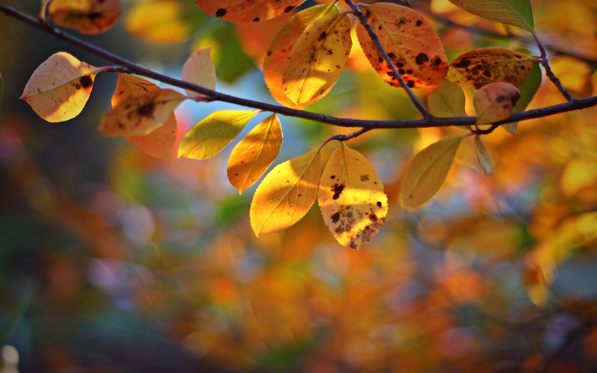 branch tree leaves yellow autumn