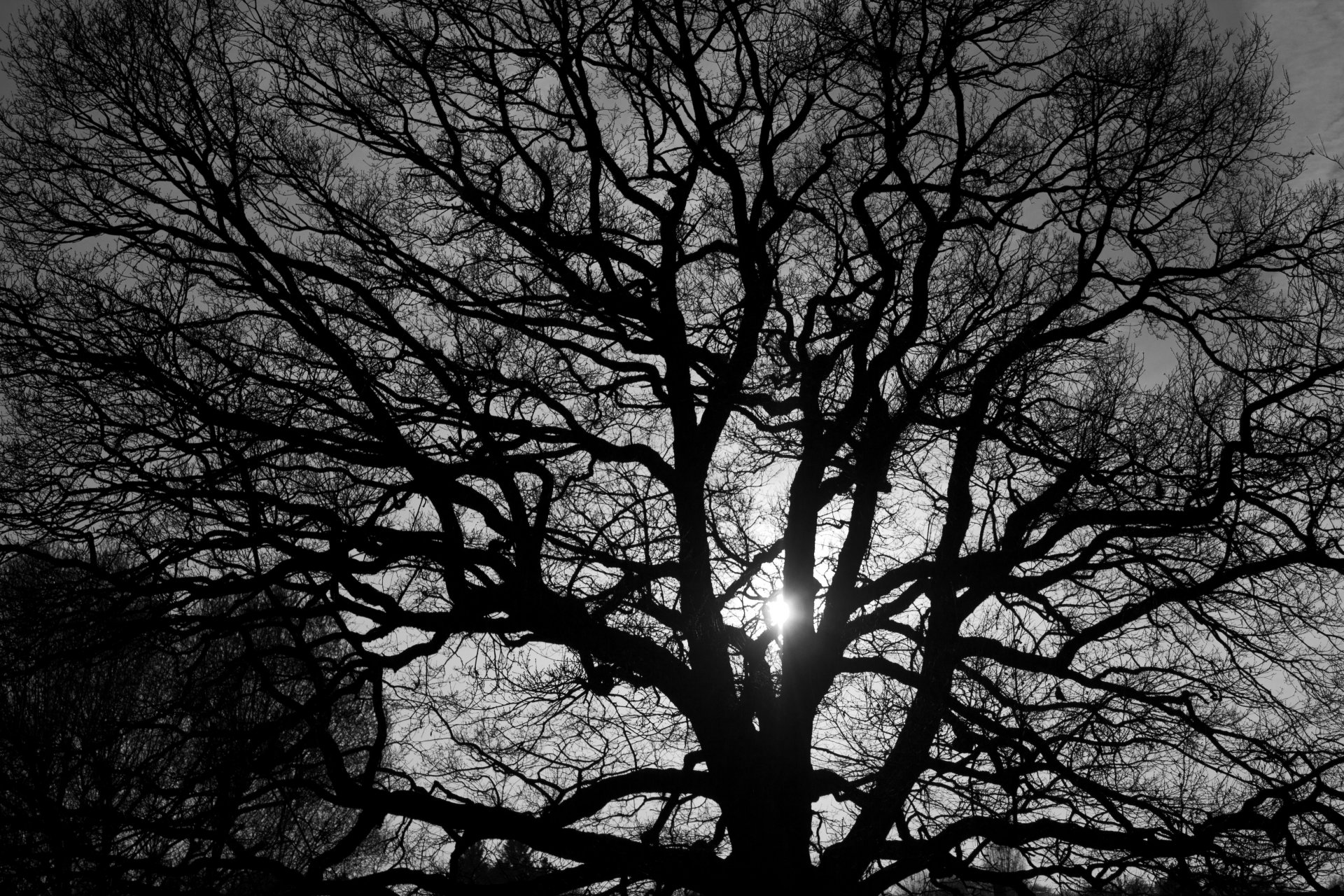 nature arbre branches lumière noir et blanc