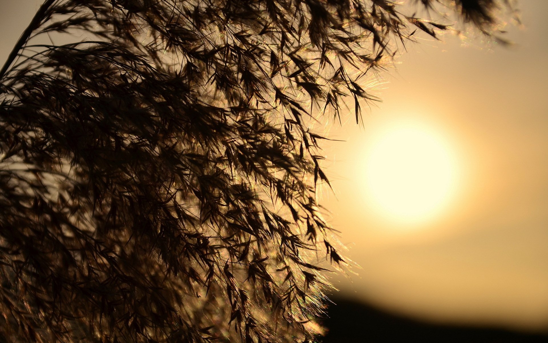 erba luce tramonto natura macro