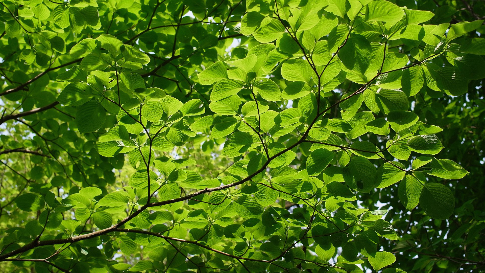 tekstura natura lato drzewa gałęzie jasnozielone tło