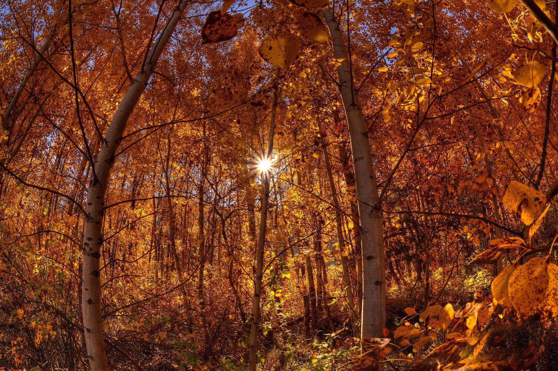 otoño bosque sol rayos