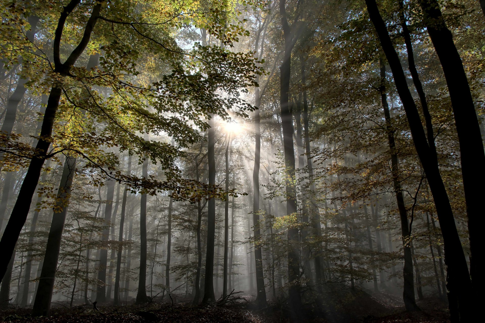 bosque niebla rayos otoño árboles