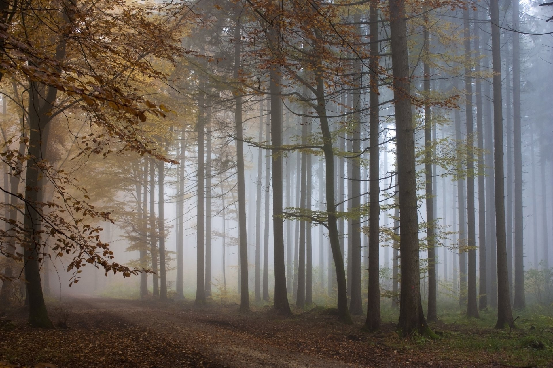 bosque niebla camino árboles otoño