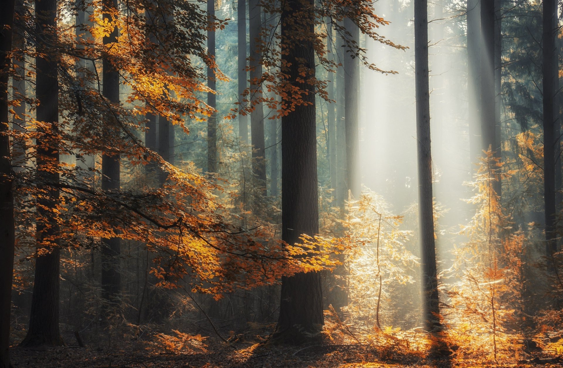 wald bäume strahlen licht herbst