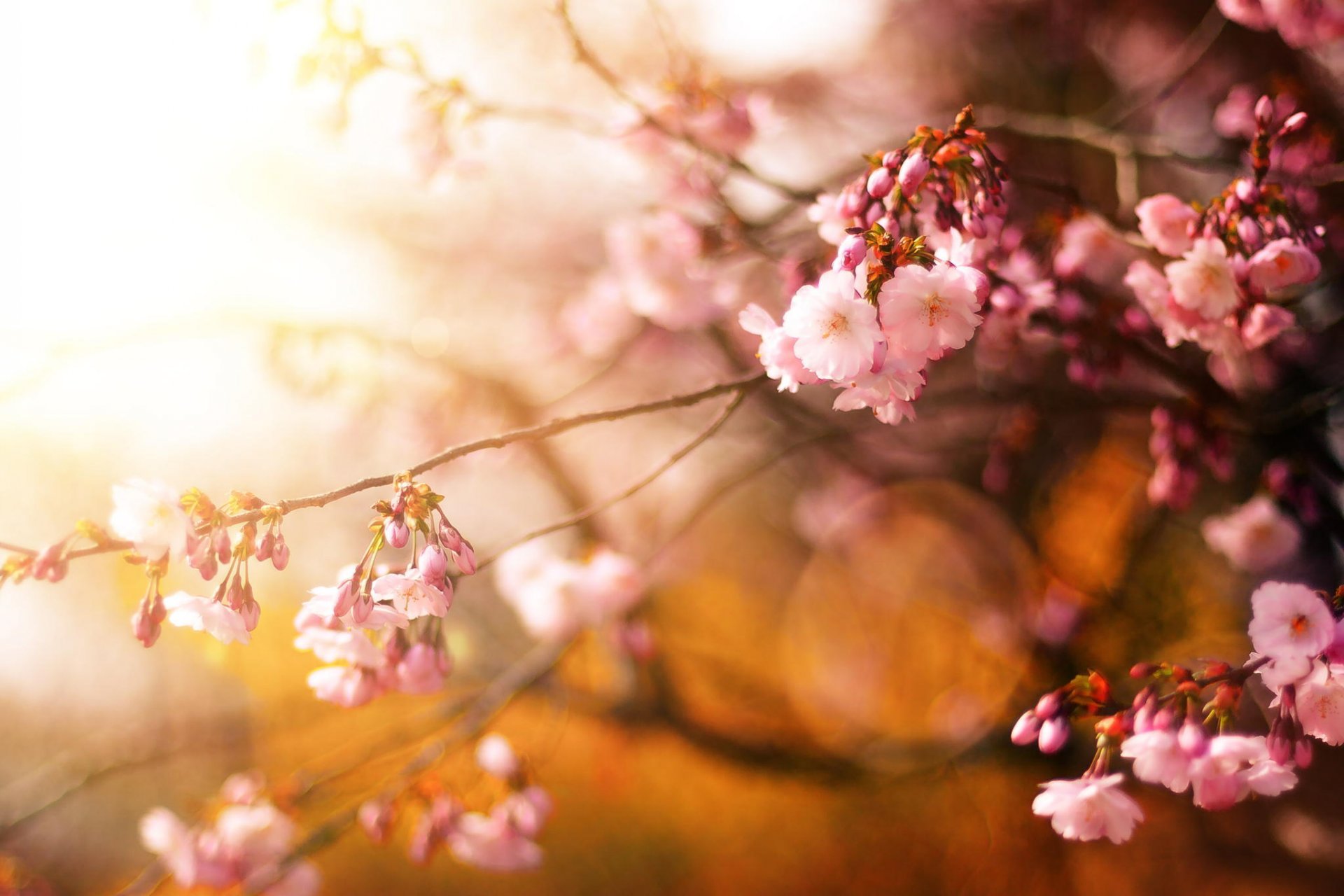 akura tree cherry flower spring