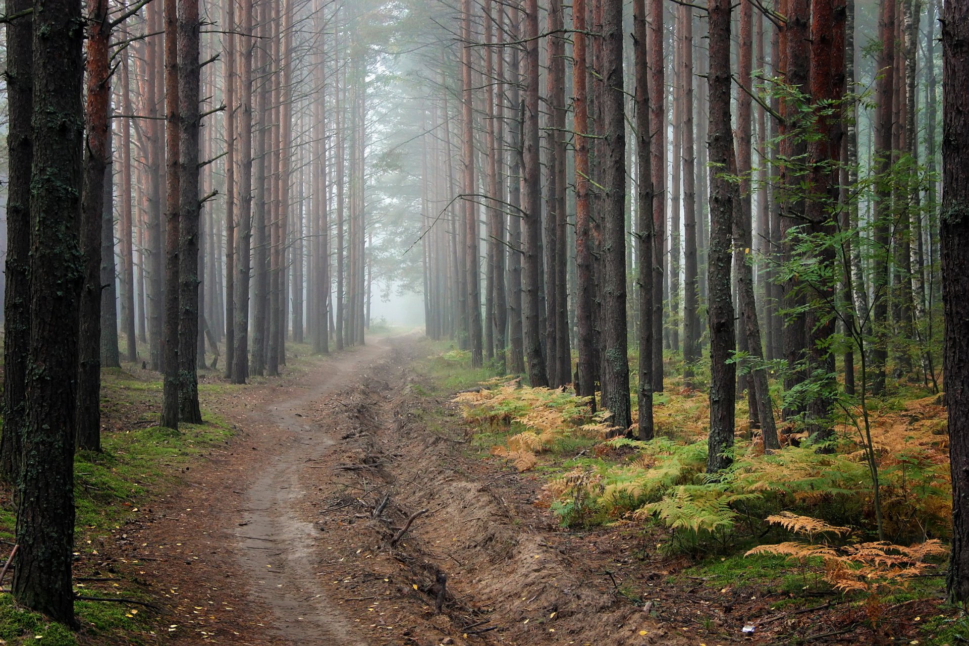 bosque camino naturaleza