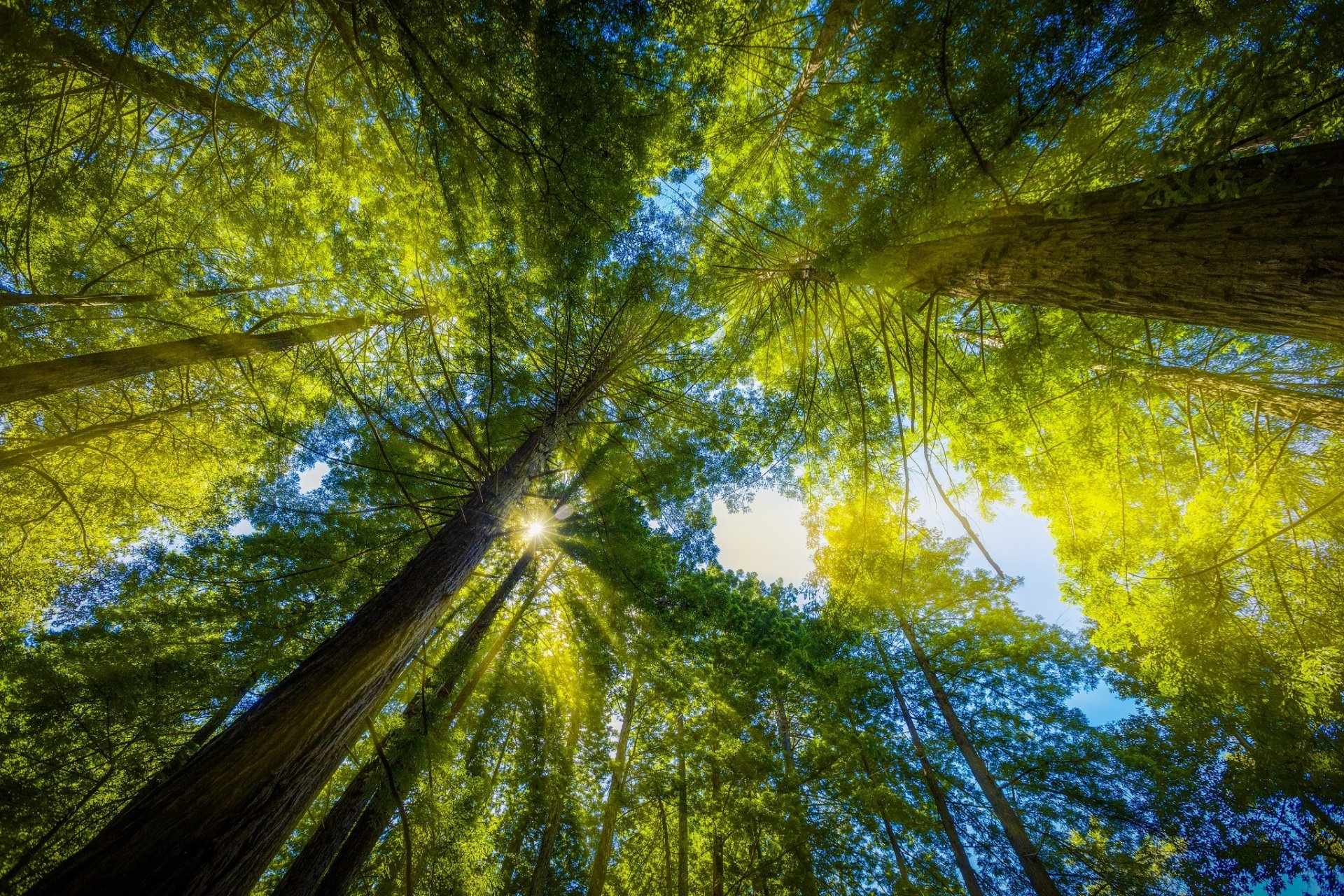 bosque árboles hojas rayos naturaleza