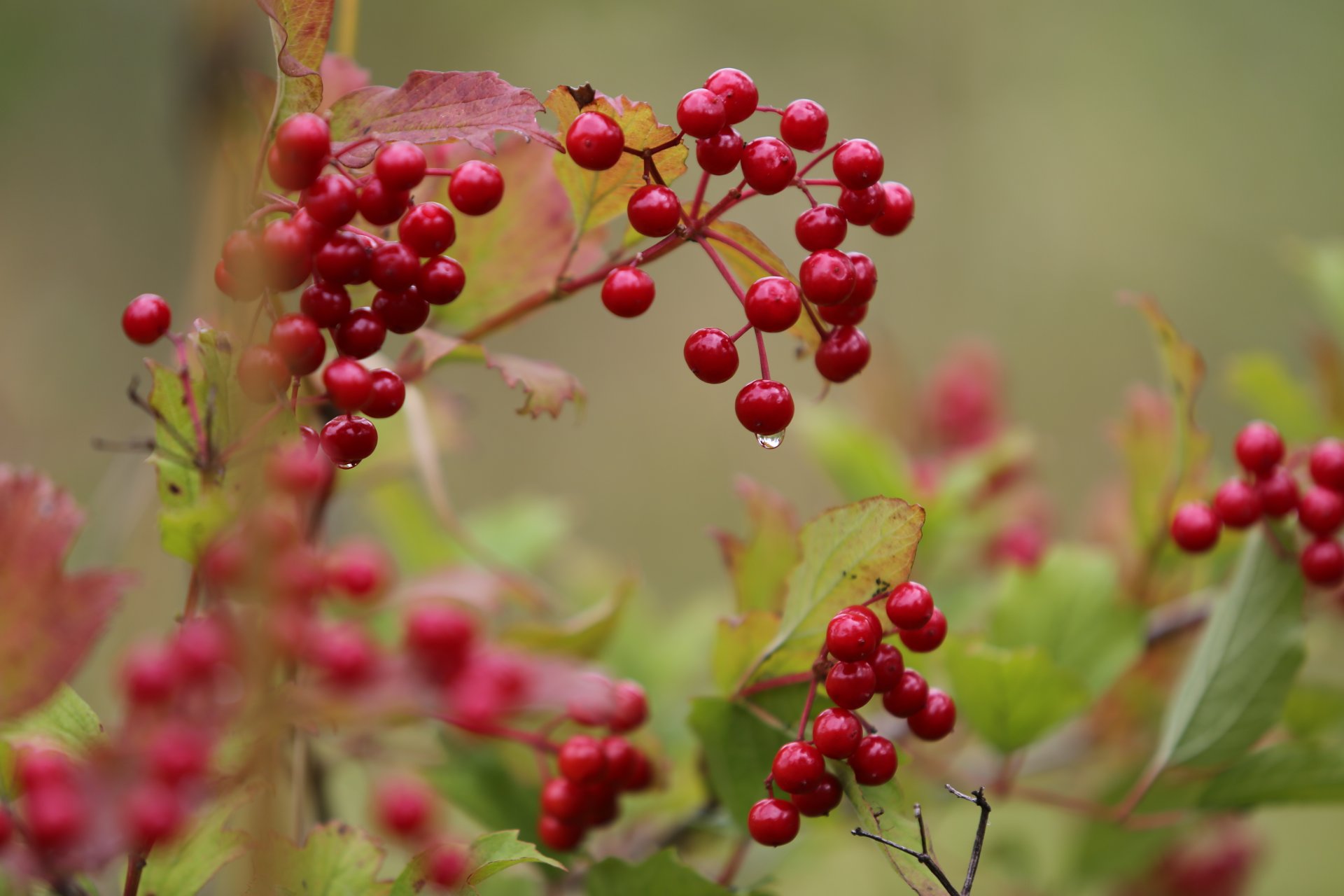 viburnum tropfen anfang herbst