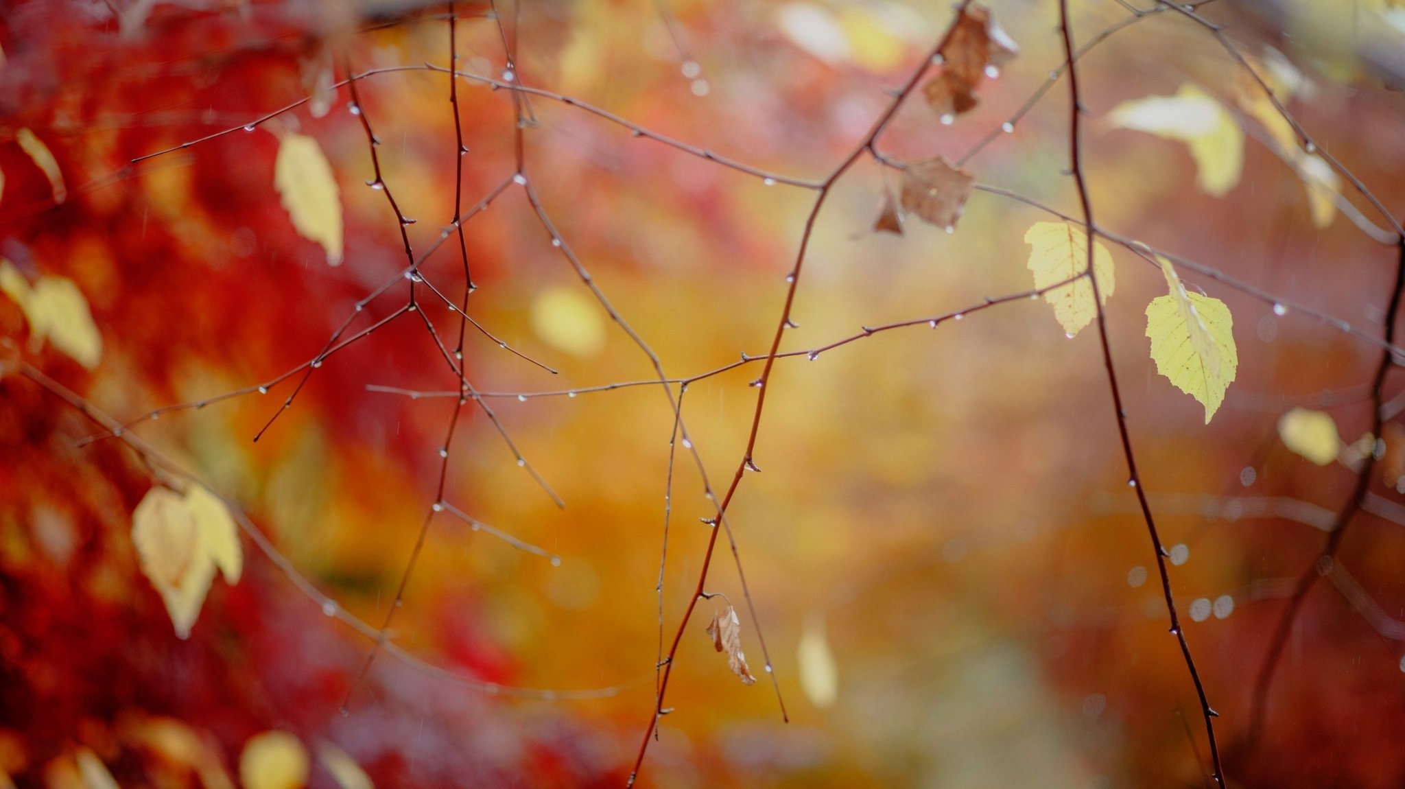 branches leaves drops after the rain autumn