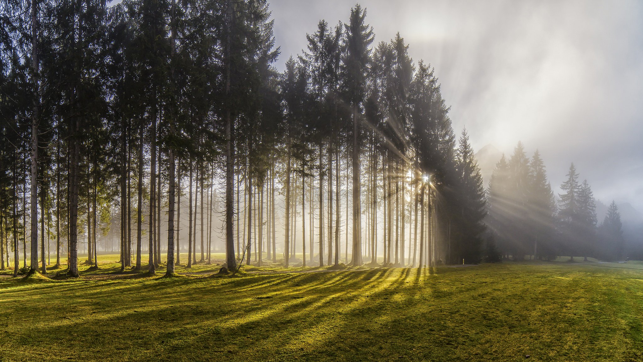 nature autriche forêt arbres soleil lumière rayons brouillard