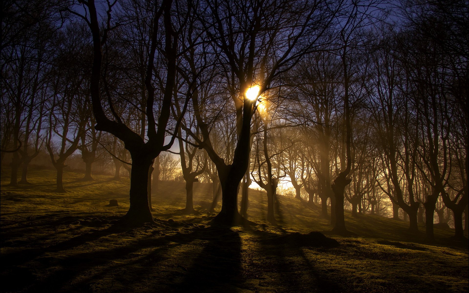 morning forest fog light nature landscape