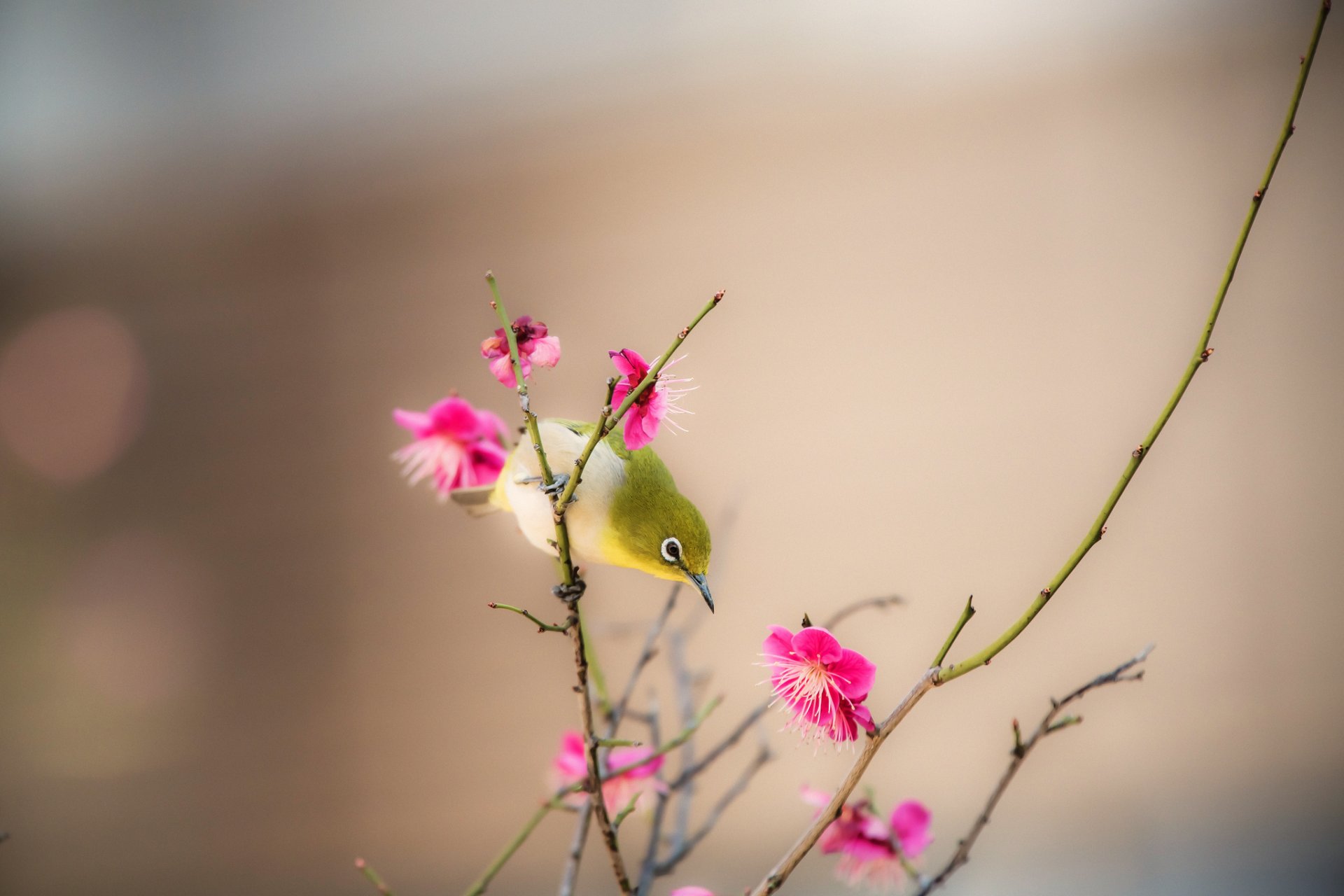 pájaro pico rama flores primavera naturaleza