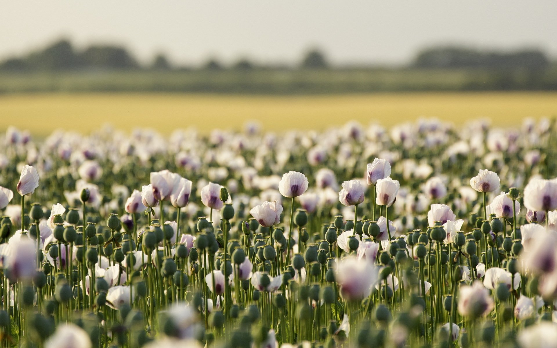 the field poppies landscape summer