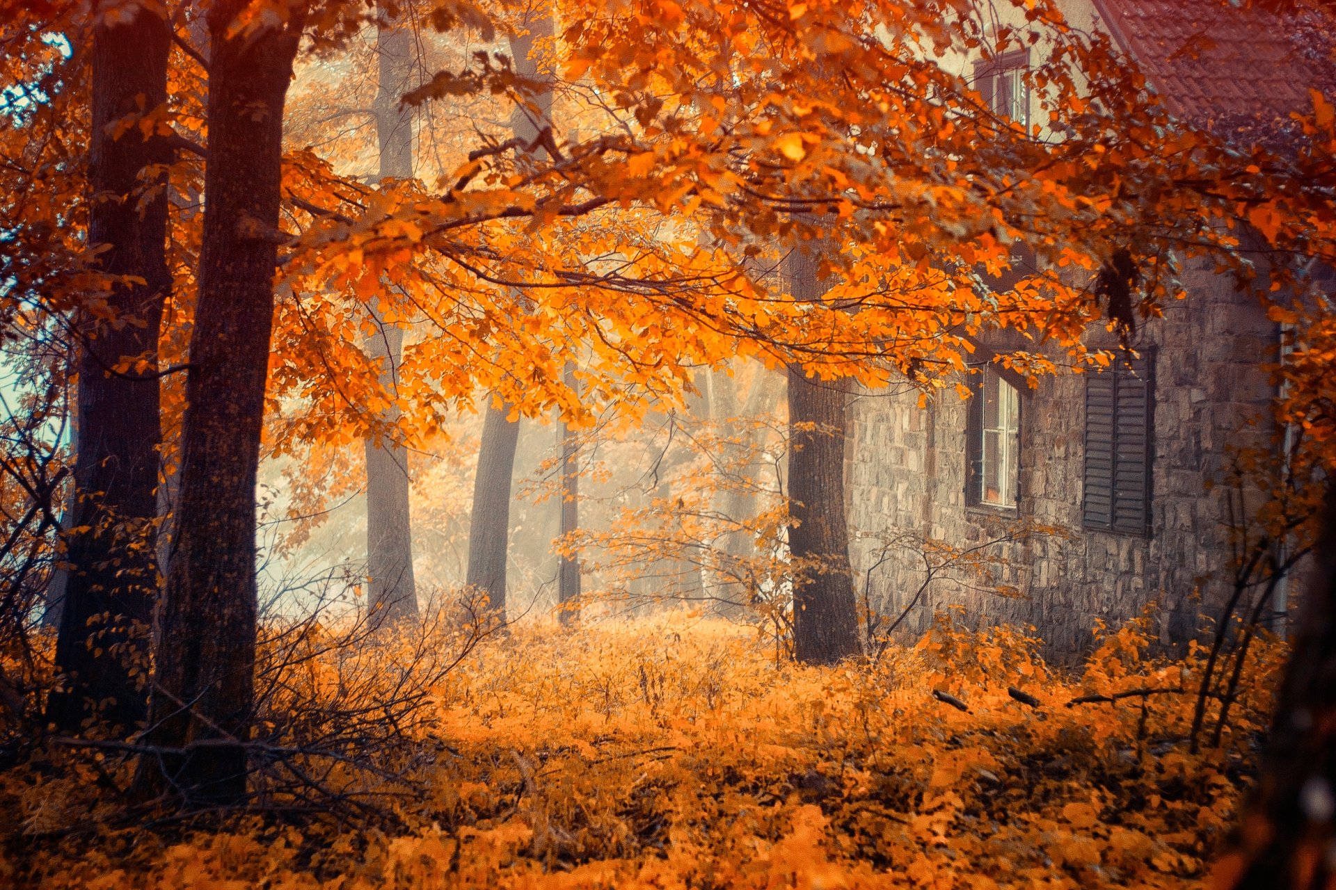 haus bäume herbst