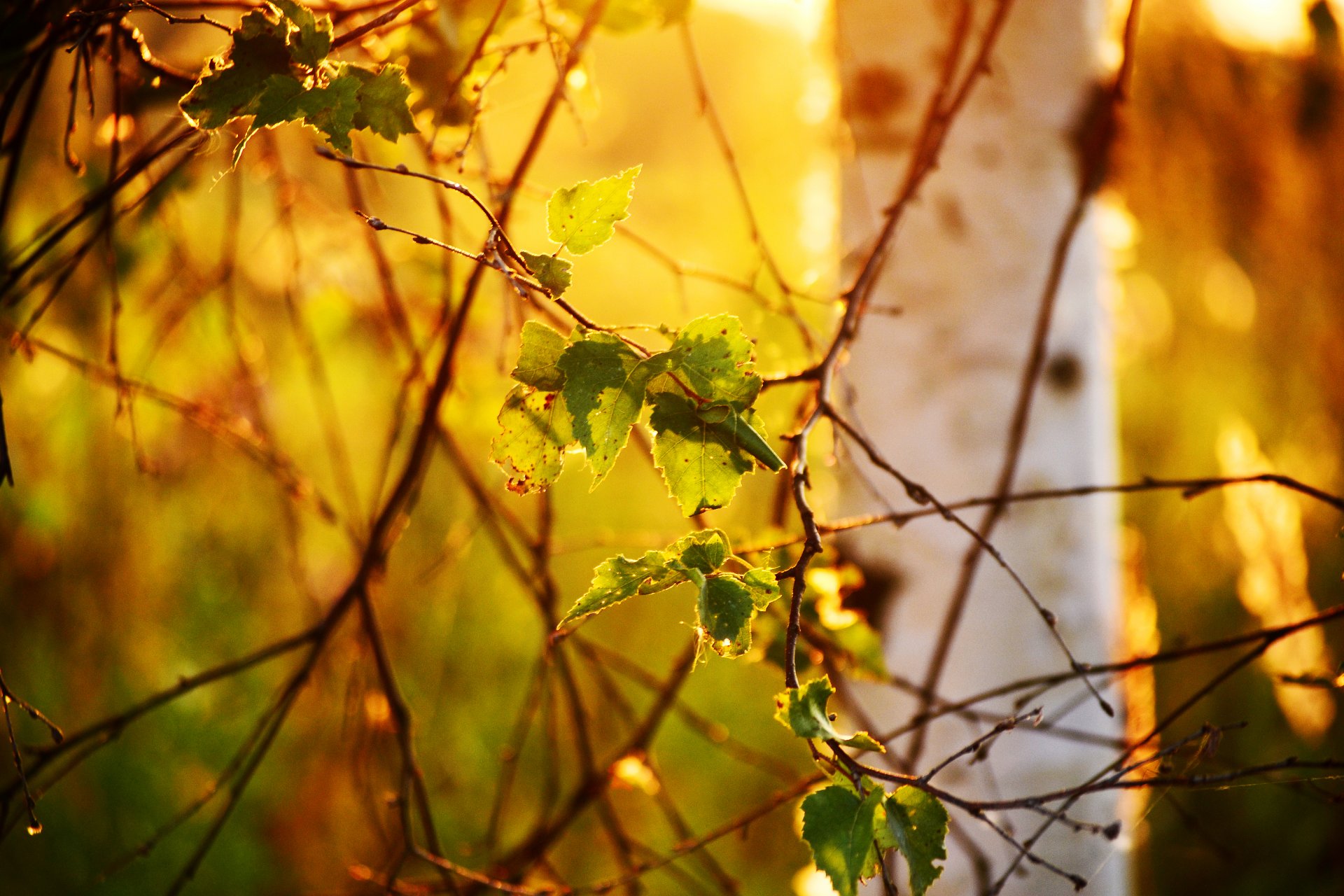 nature feuilles bouleau arbre lumière bokeh branches