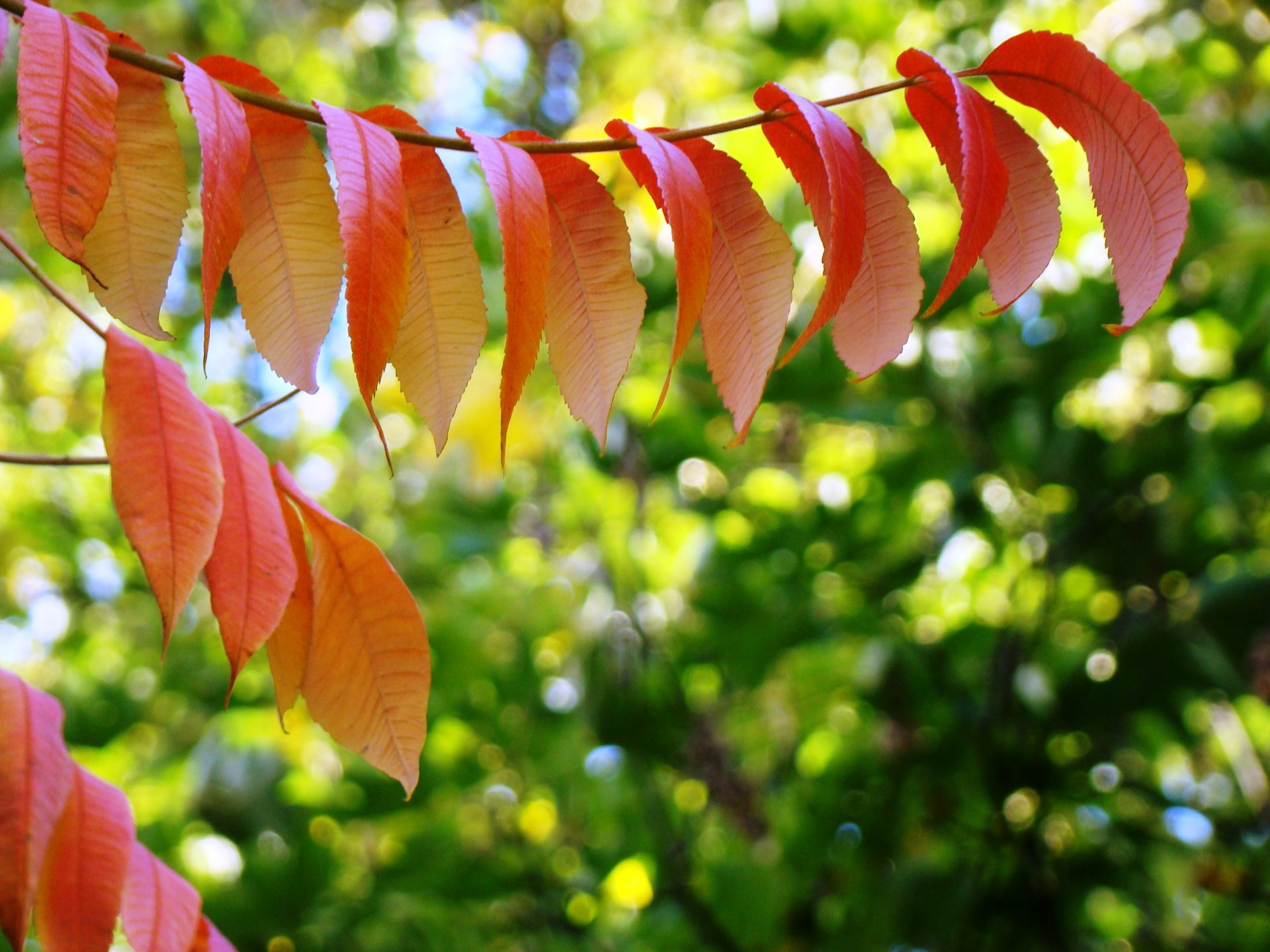 autumn leaves bright color