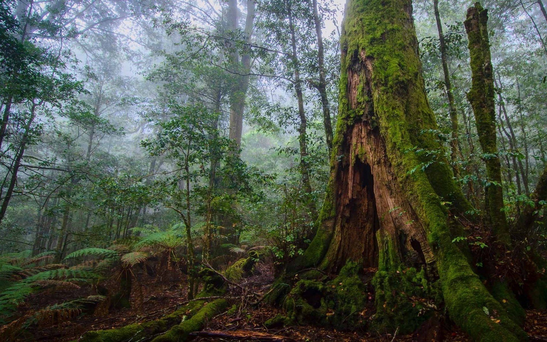 forest tree bush moss nature photo