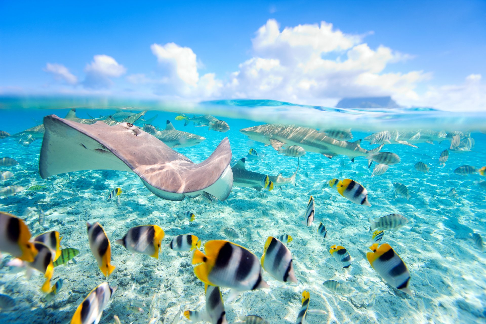 tropical sea ocean water fish tropic