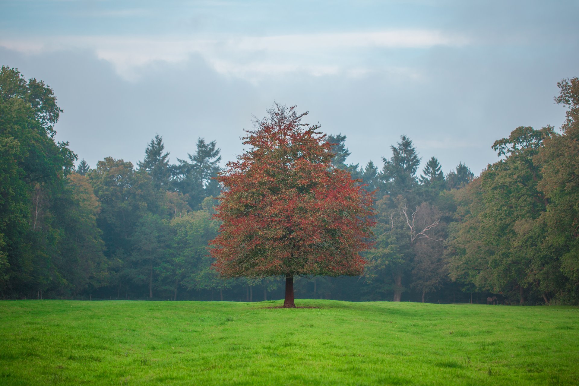 forêt champ herbe ciel arbres