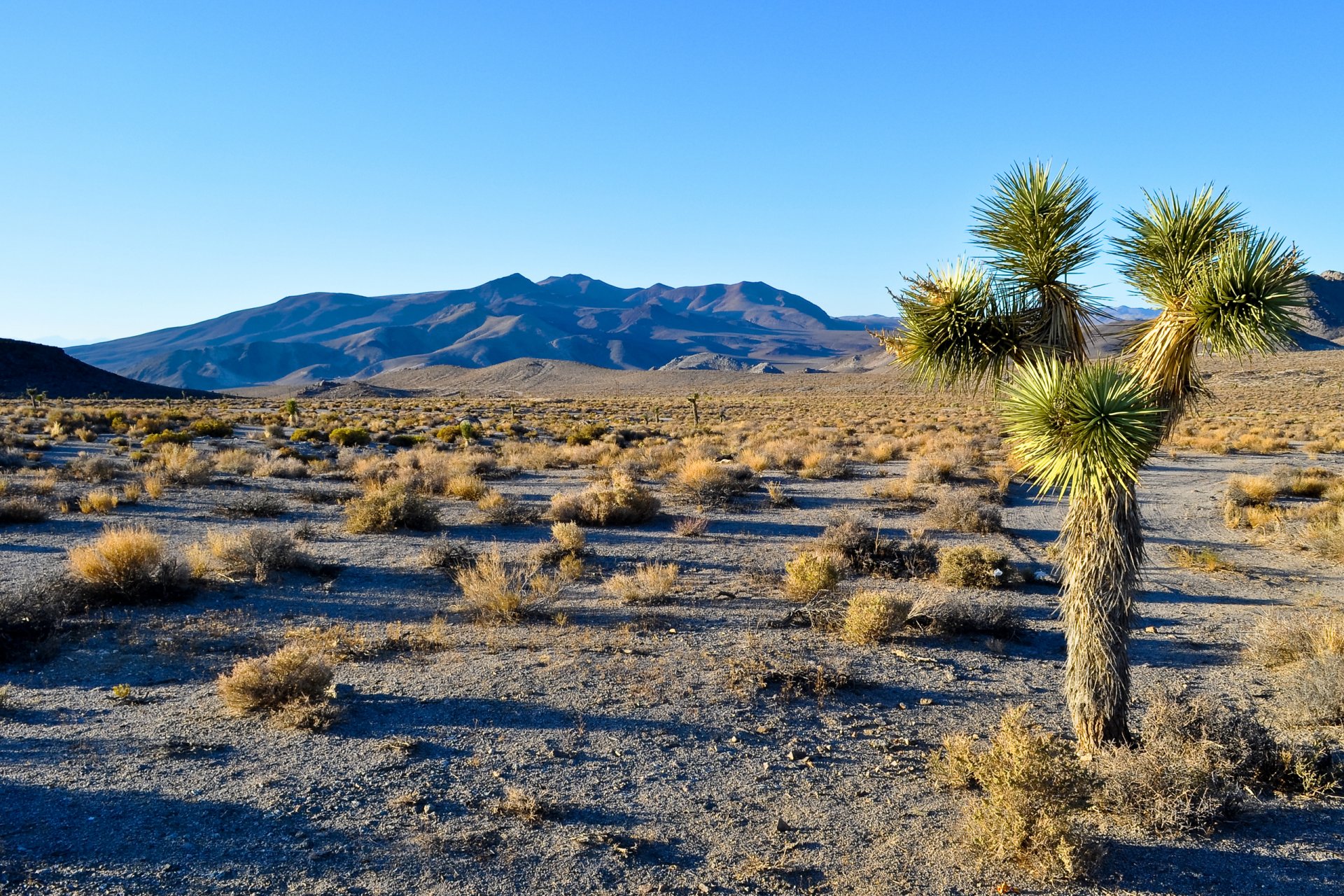 joshua tree national park kalifornia usa góry pustynia drzewo niebo krajobraz