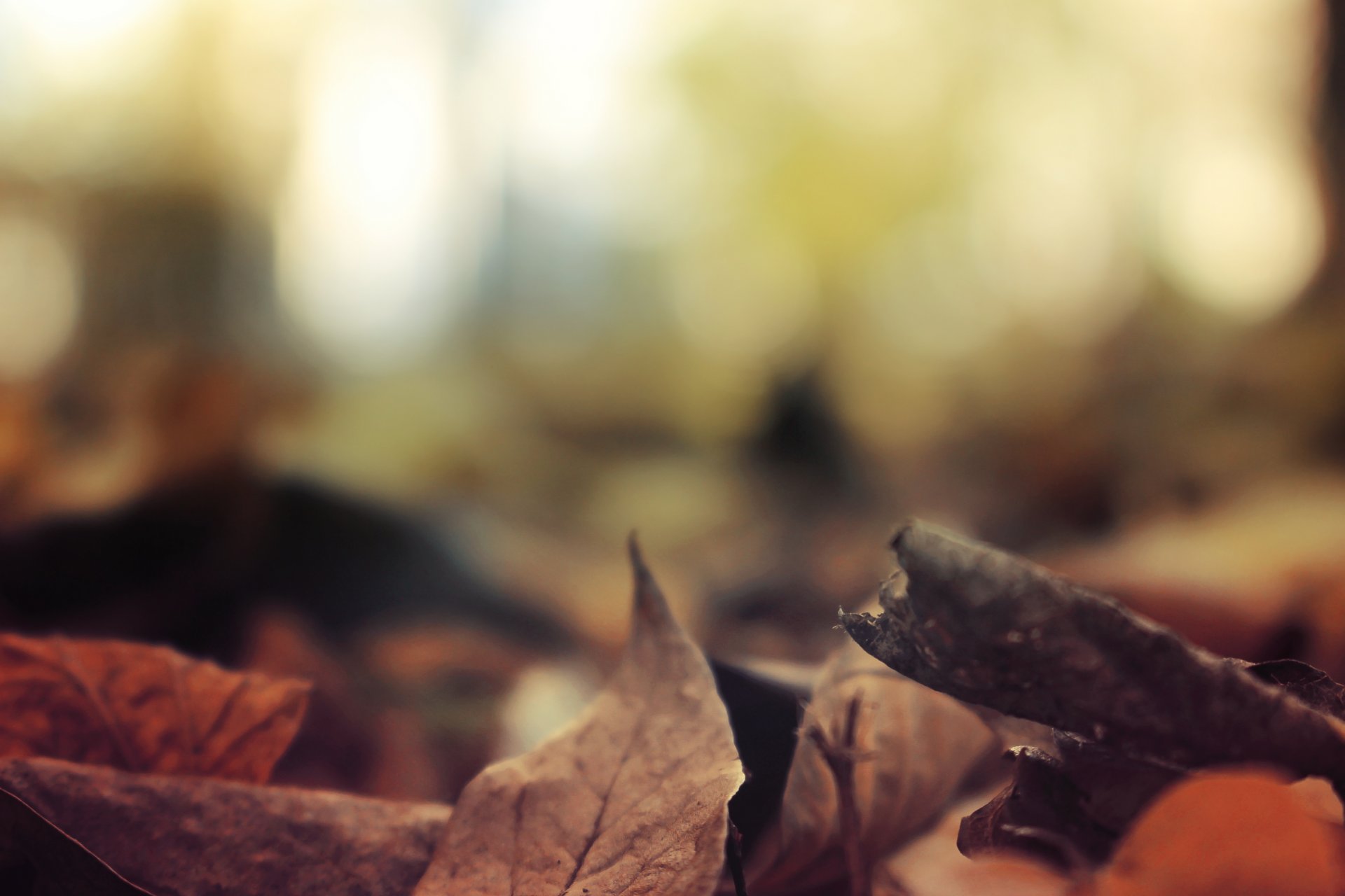 otoño hojas follaje naturaleza paisaje bosque árboles caída río fscenery ver