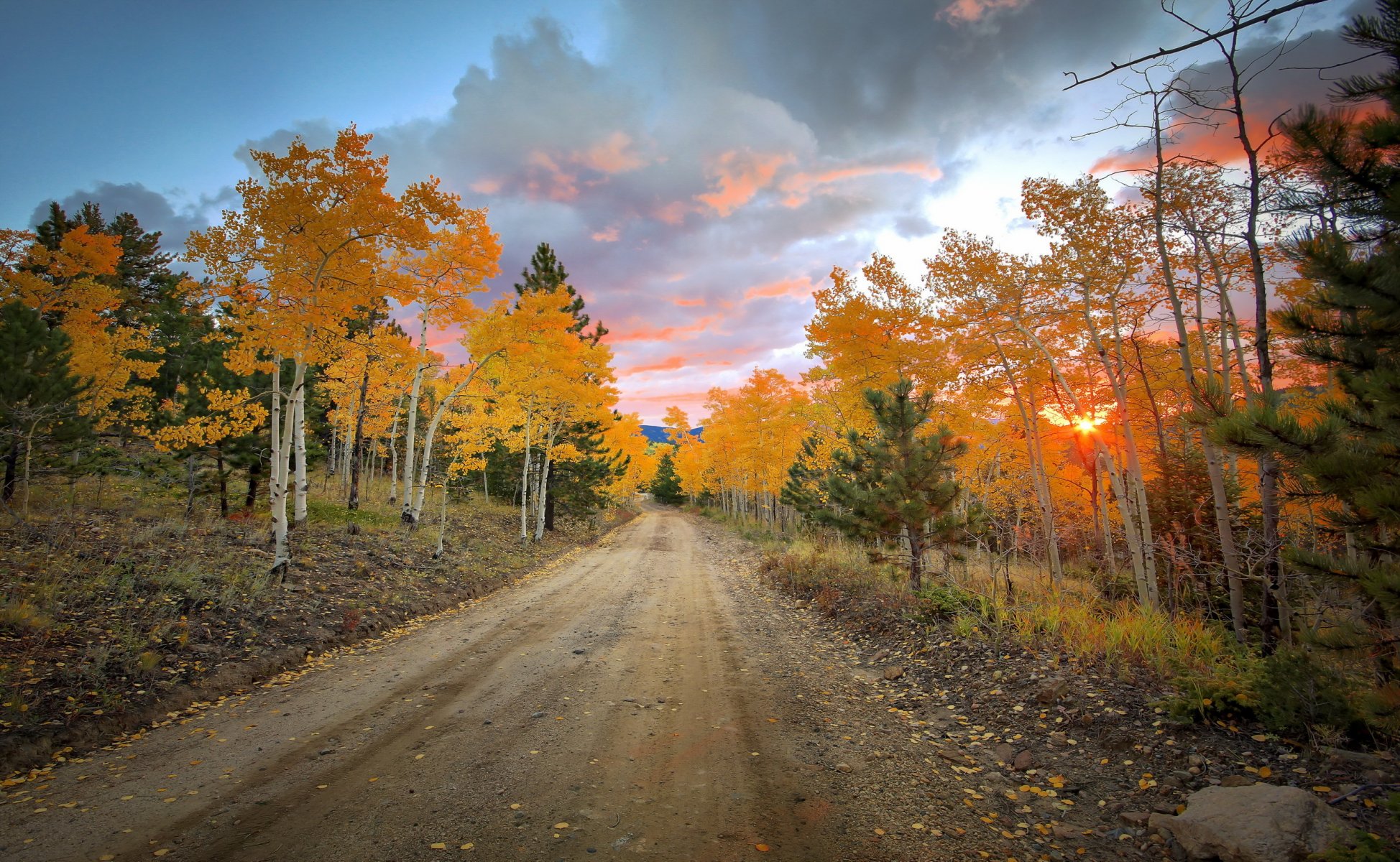 straße bäume natur herbst