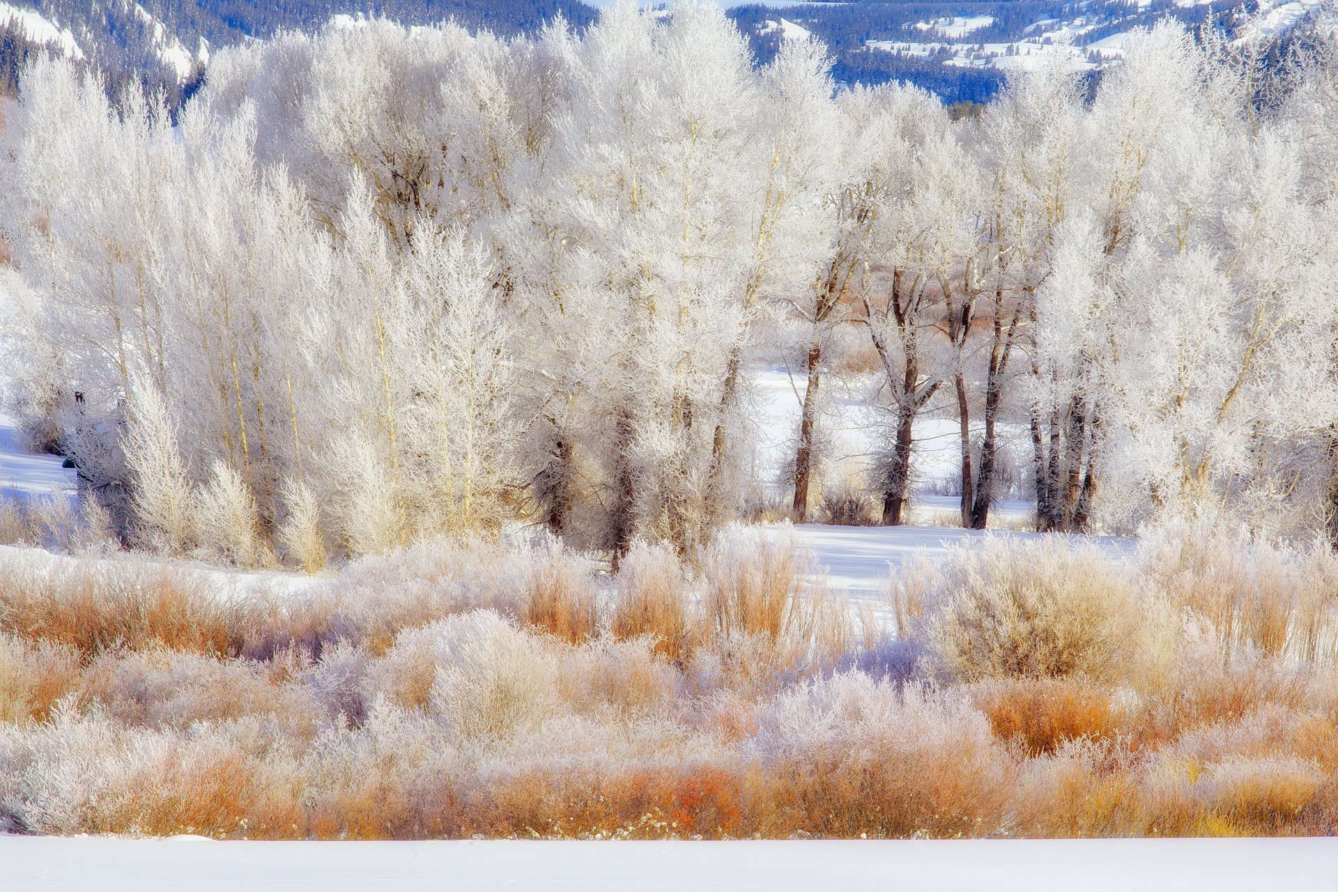 grand teton national park wyoming usa alberi inverno neve gelo cespugli montagne