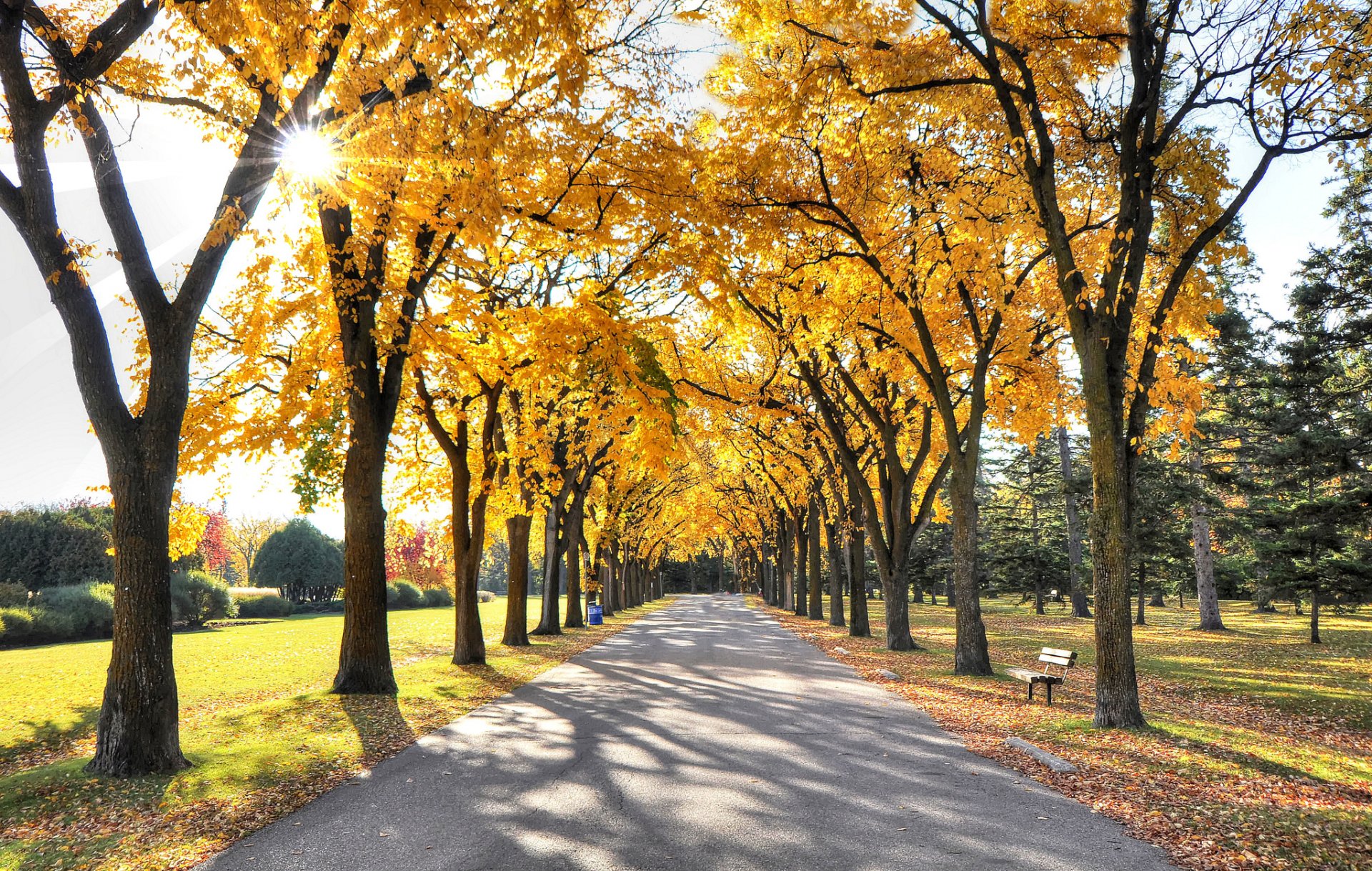 night park sun light rays alley tree leaves autumn sky