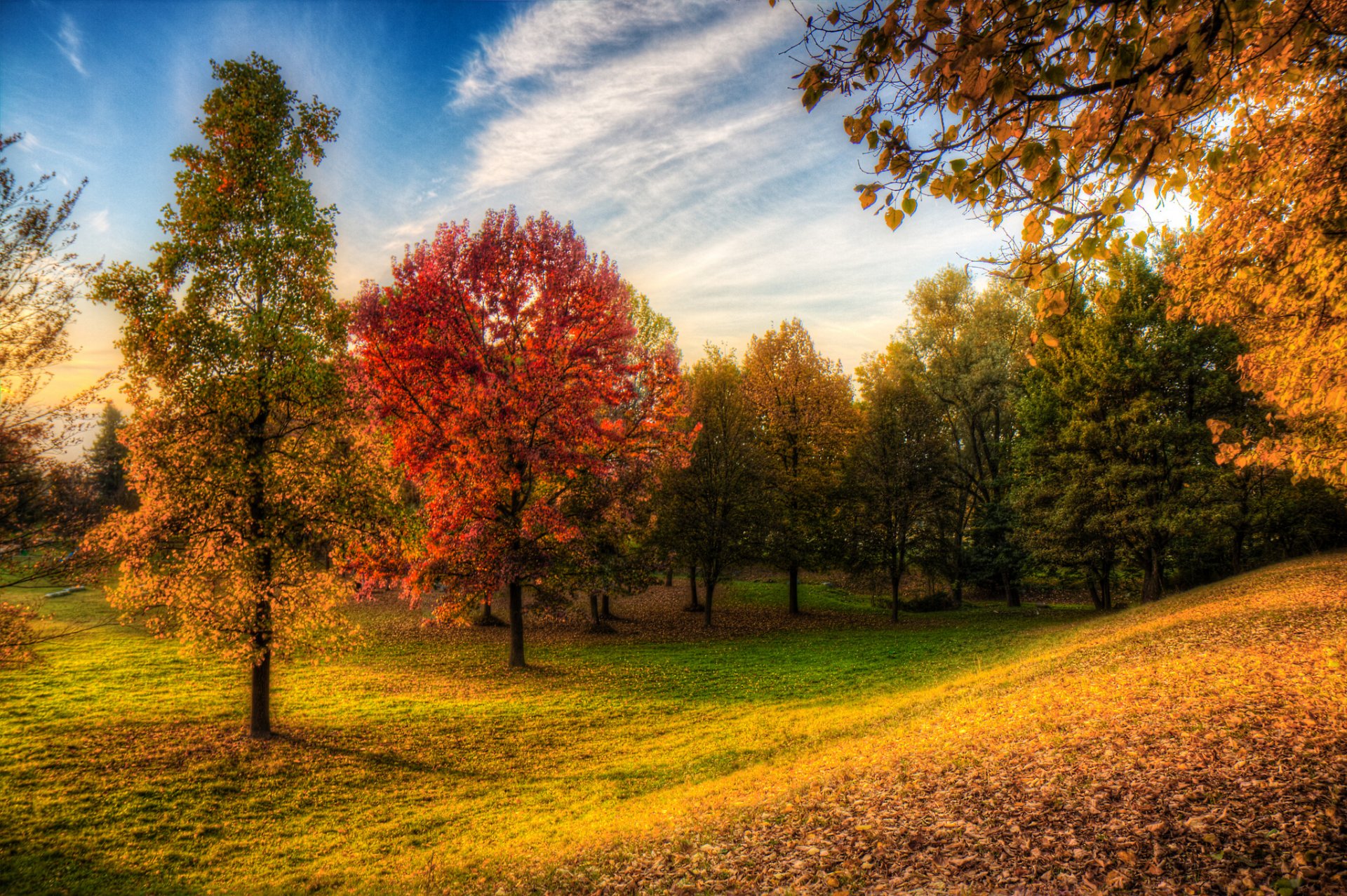 parco foresta cielo alberi erba autunno