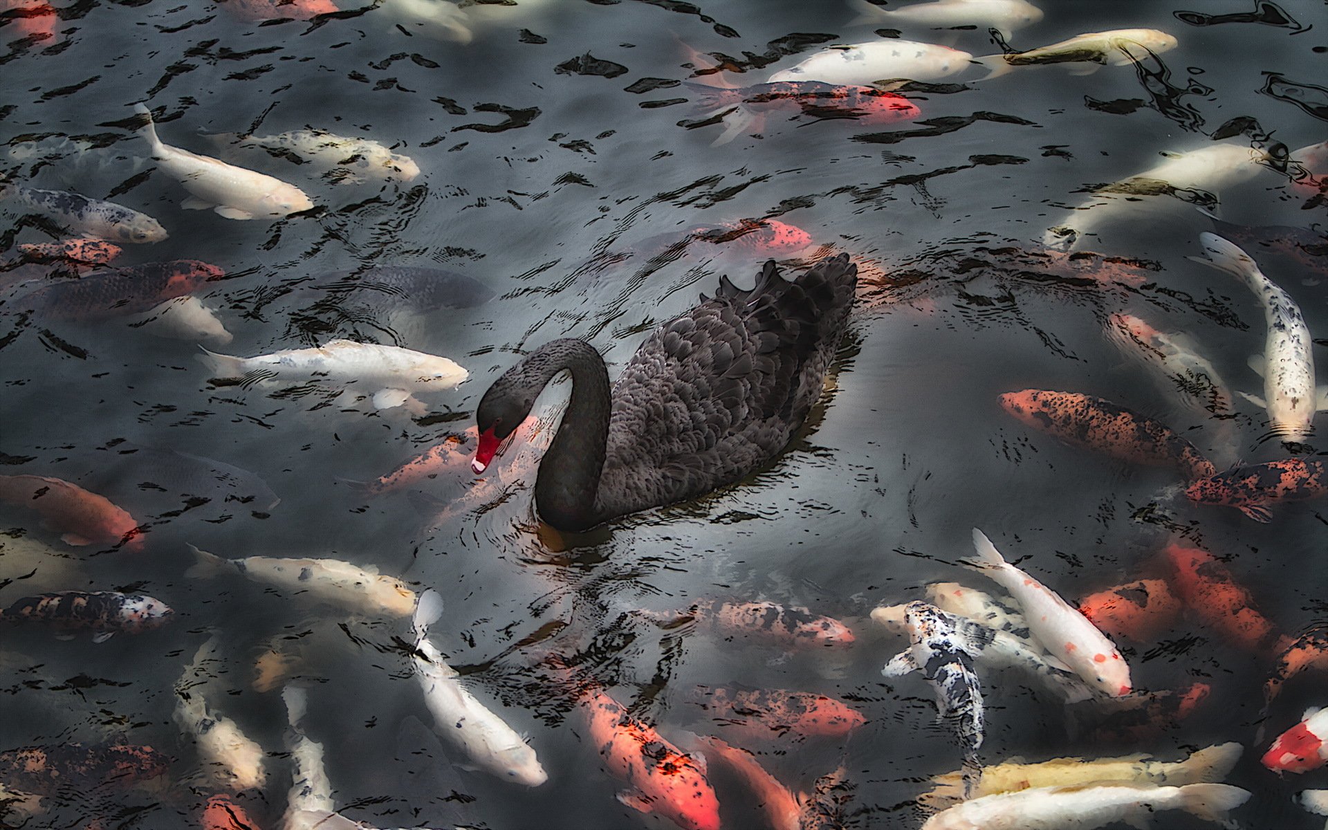 wan fish lake nature