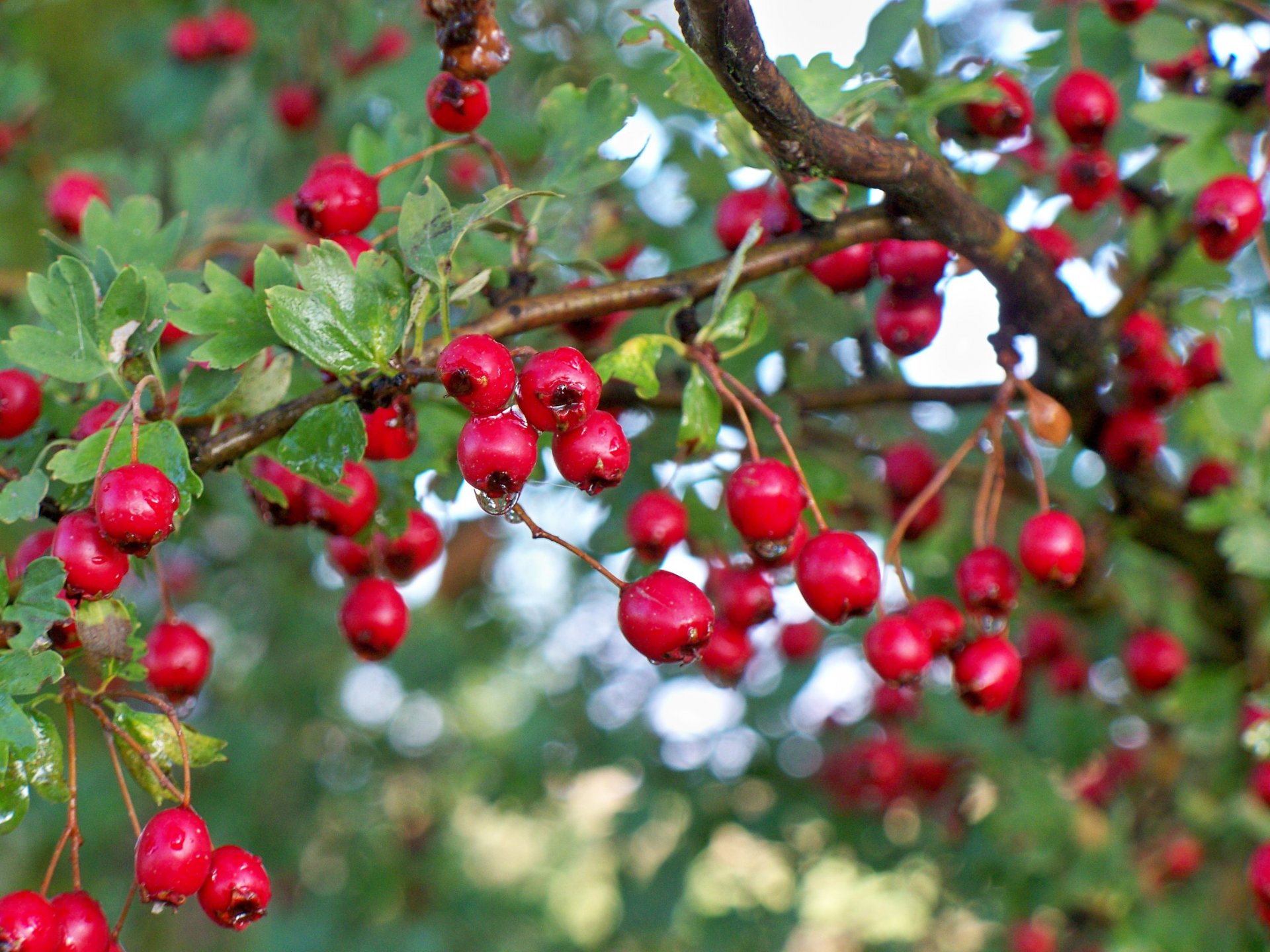 gros plan bokeh baies baies aubépine gouttes gouttelettes buisson arbre