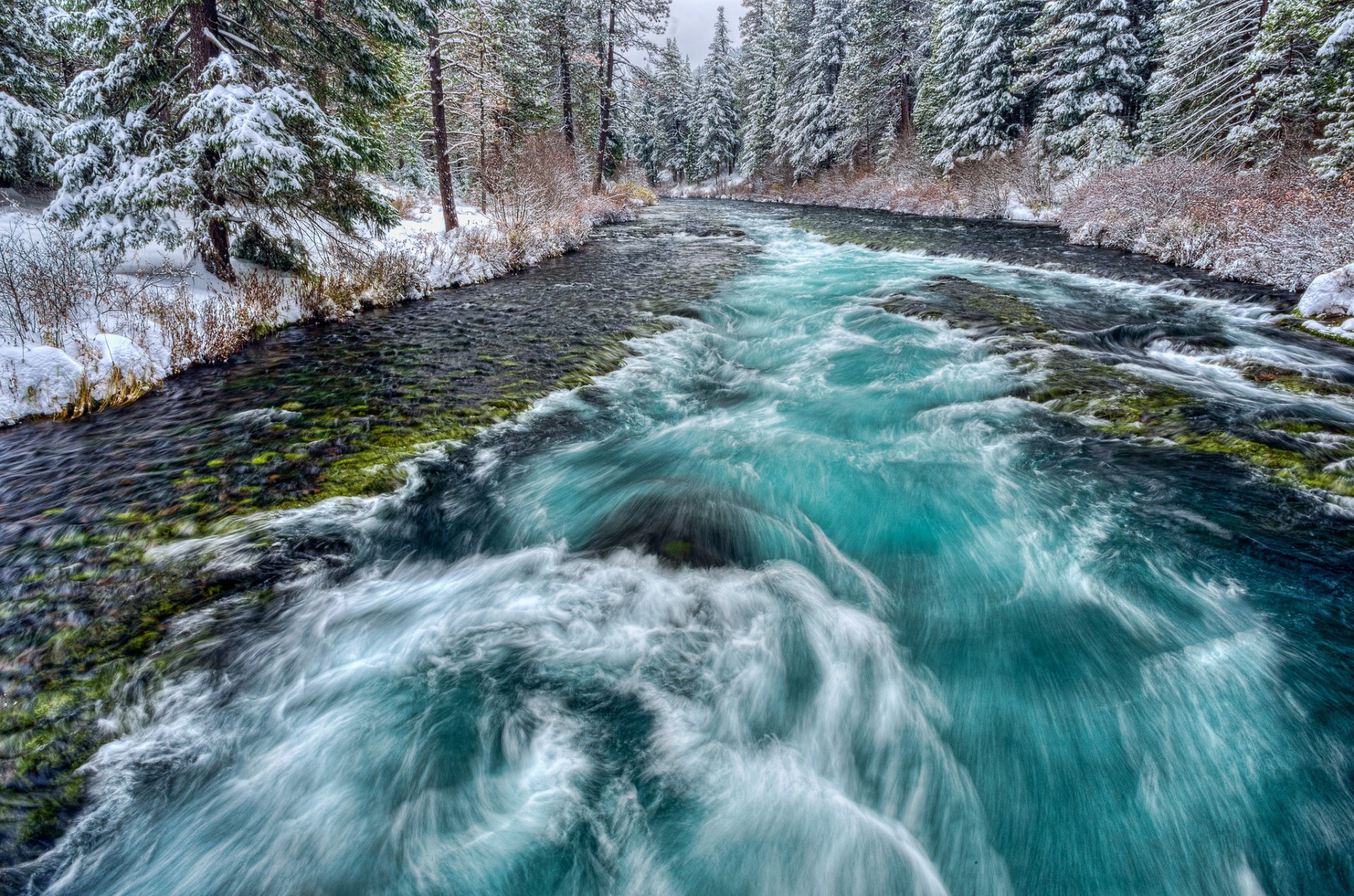 bosque árboles río corriente nieve