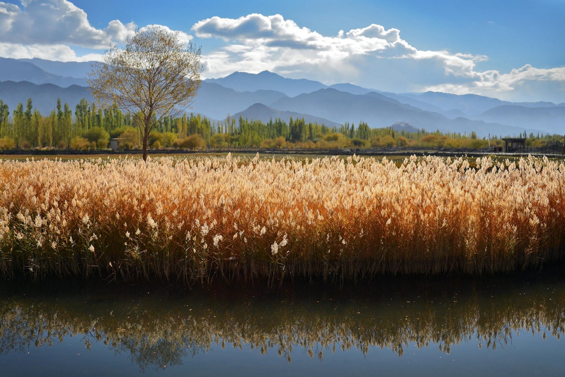 montañas río lago juncos verano