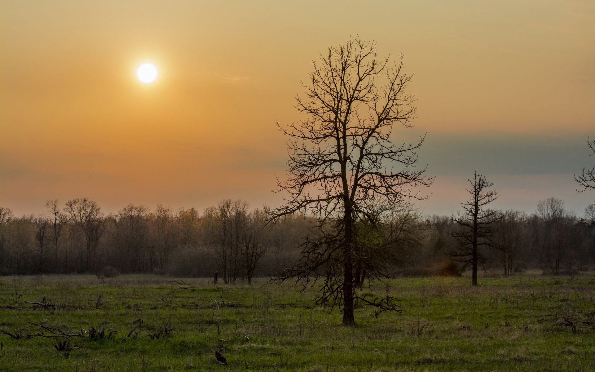 wald bäume baum gras grüns frühling früh morgen