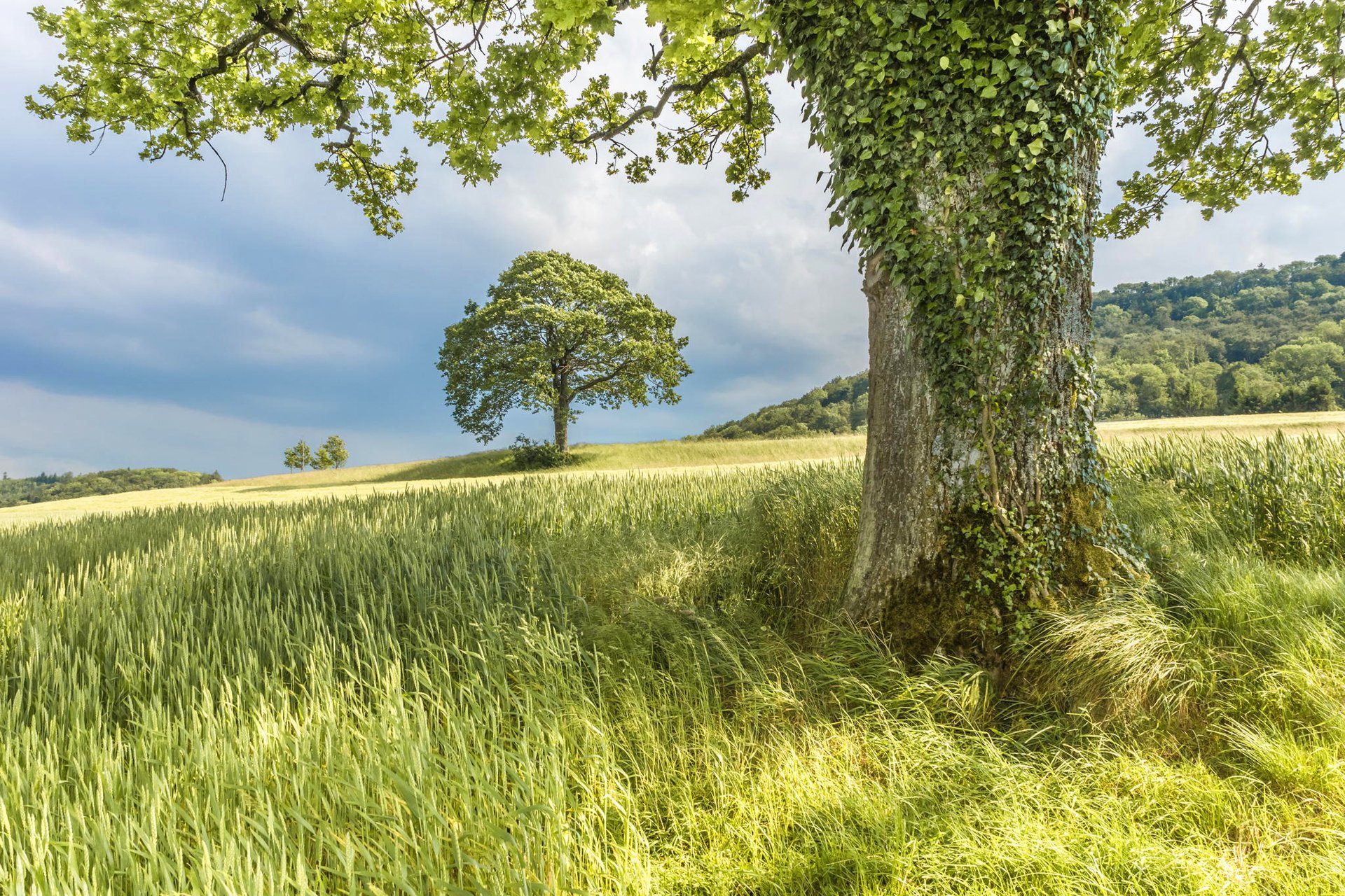 himmel wolken bäume hang gras sommer