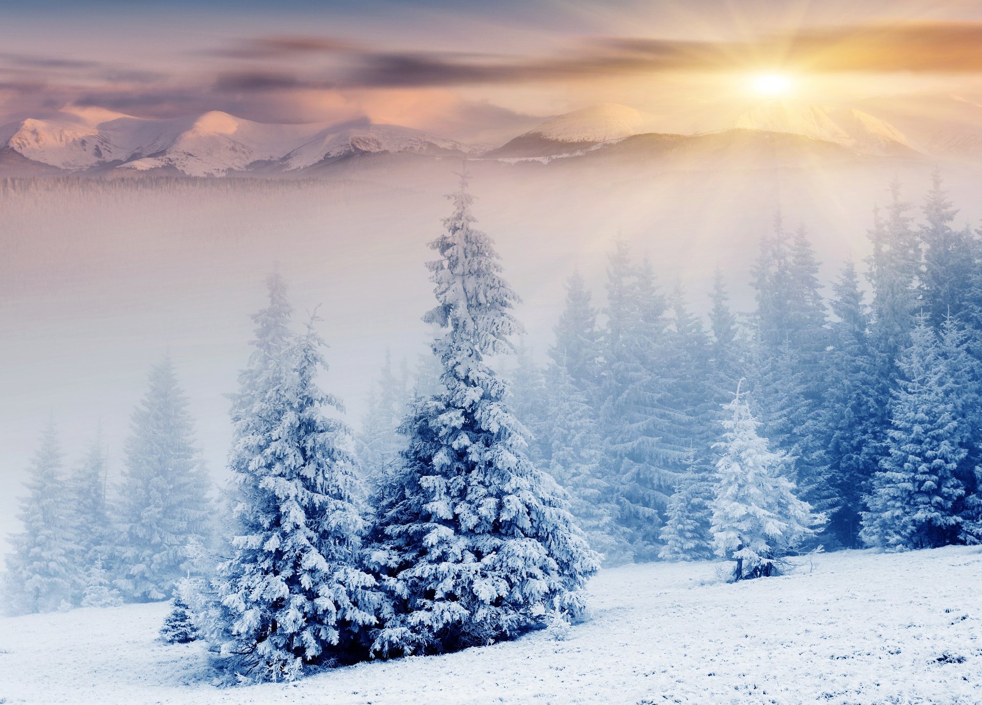 natura zima góry choinki śnieg słońce