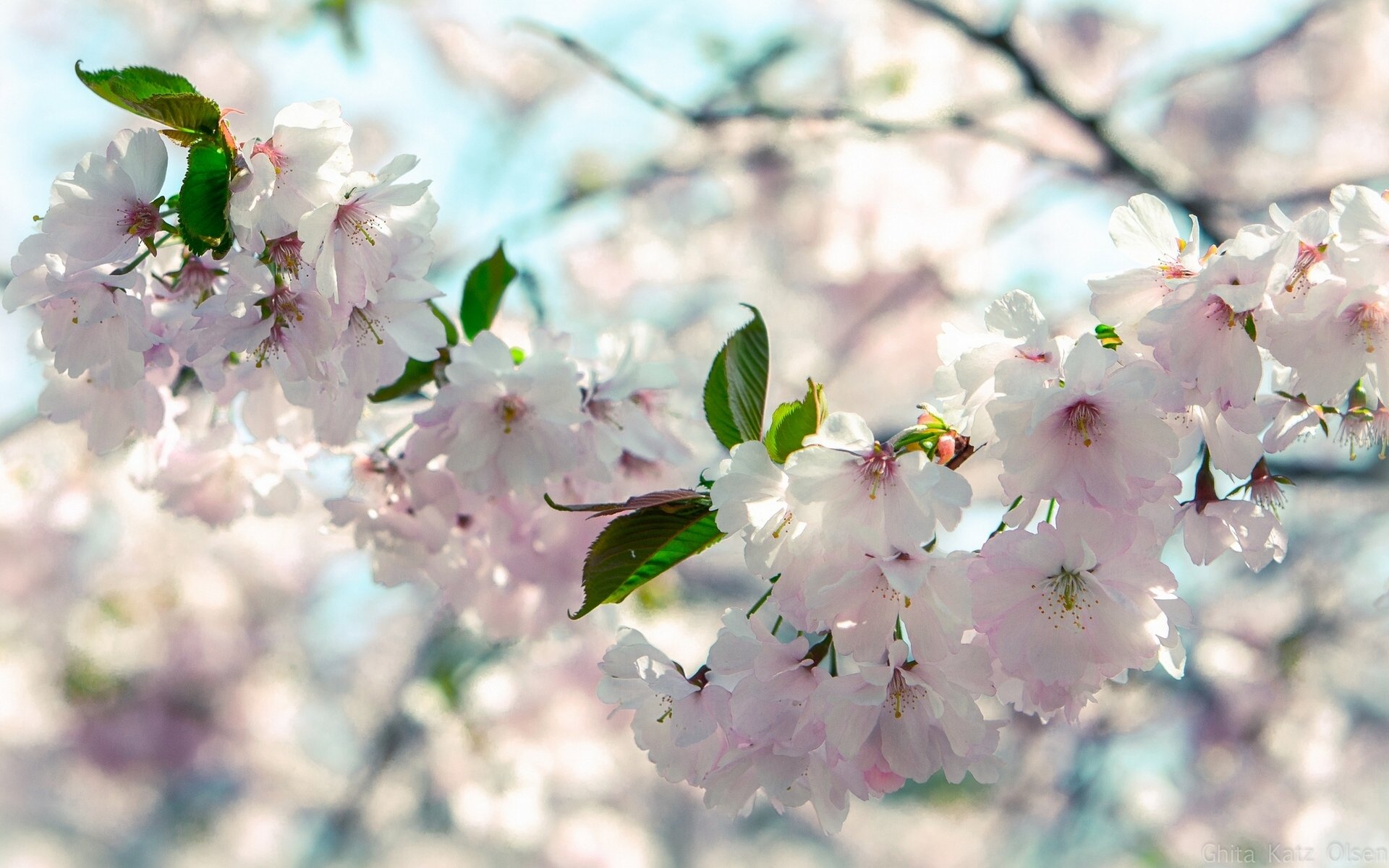 cherry branch close up bloom